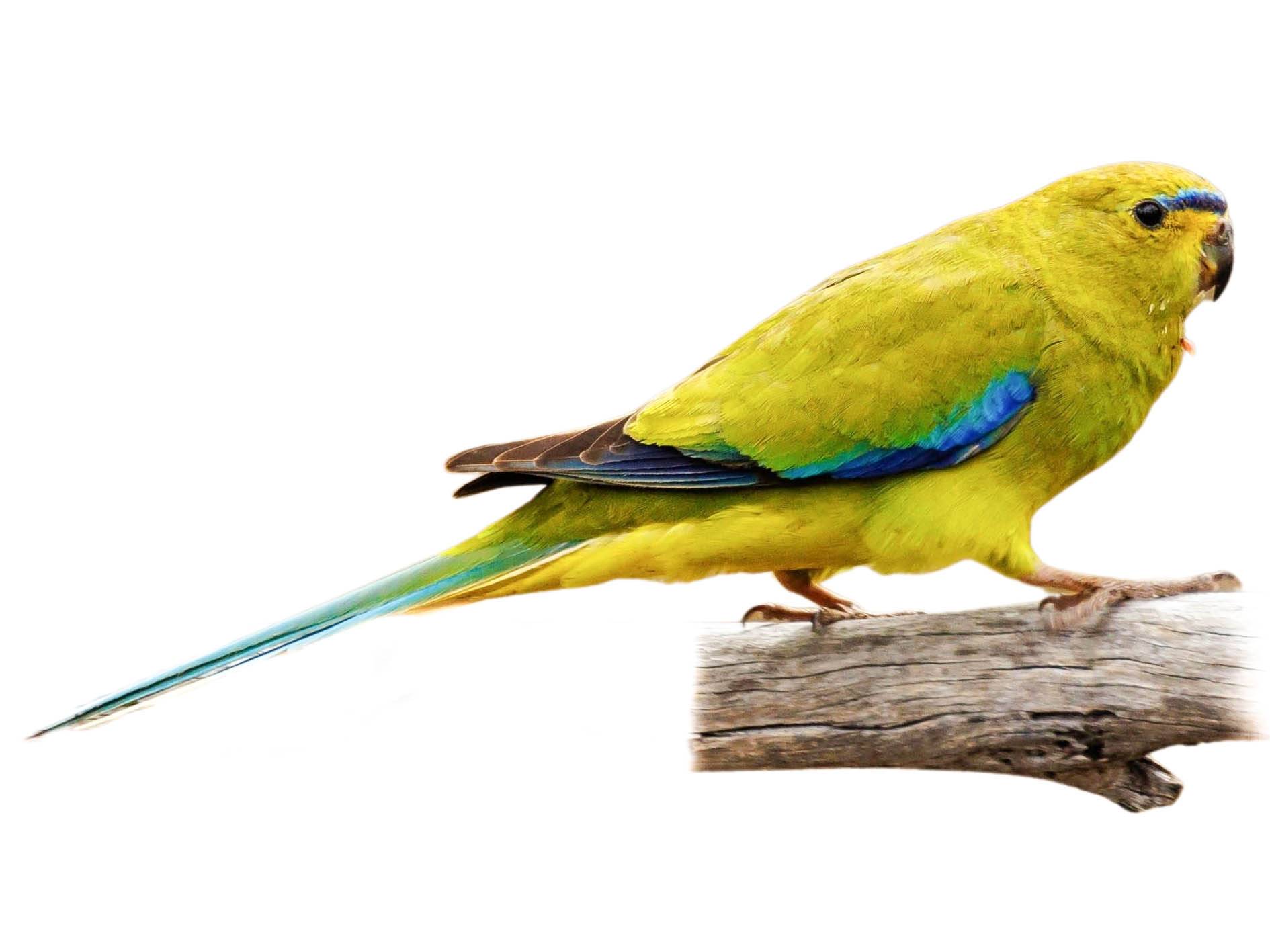 A photo of a Elegant Parrot (Neophema elegans)