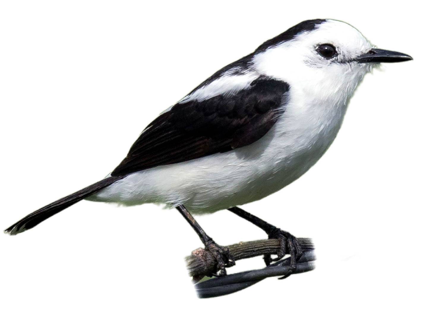 A photo of a Pied Water Tyrant (Fluvicola pica)
