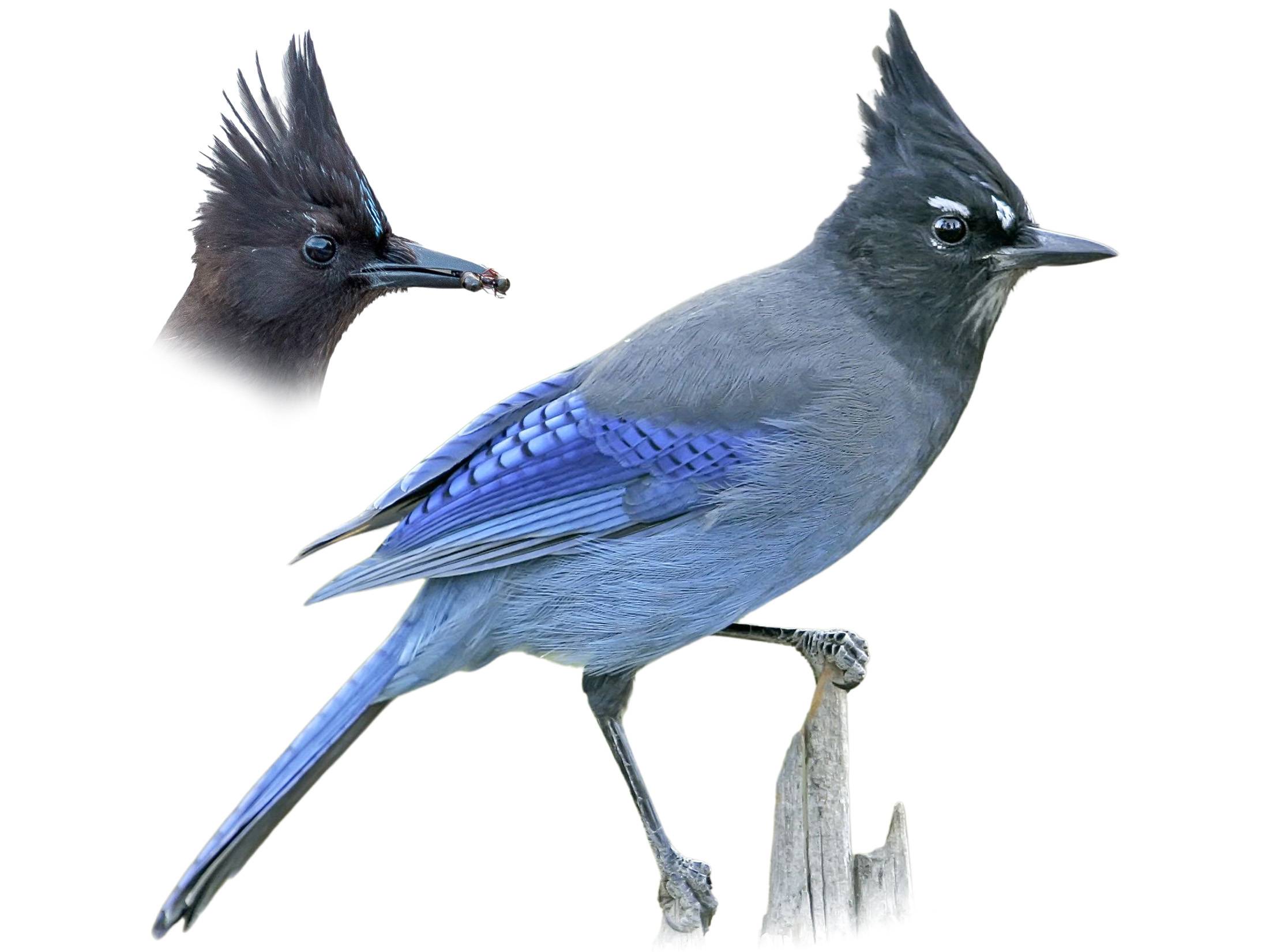 A photo of a Steller's Jay (Cyanocitta stelleri)