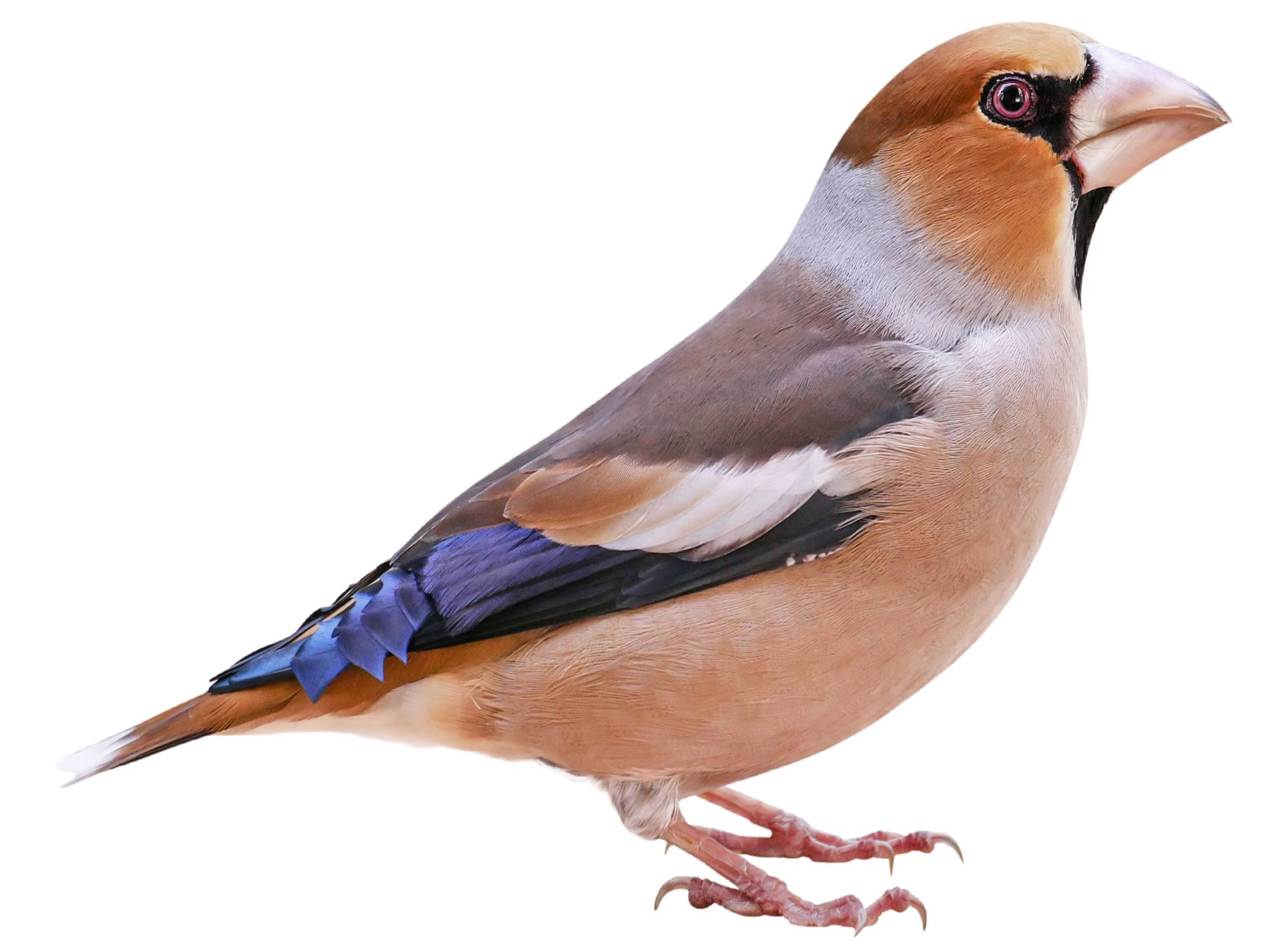 A photo of a Hawfinch (Coccothraustes coccothraustes), male