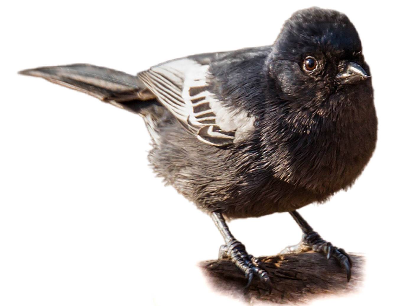 Southern Black Tit (Melaniparus niger) identification - Birda