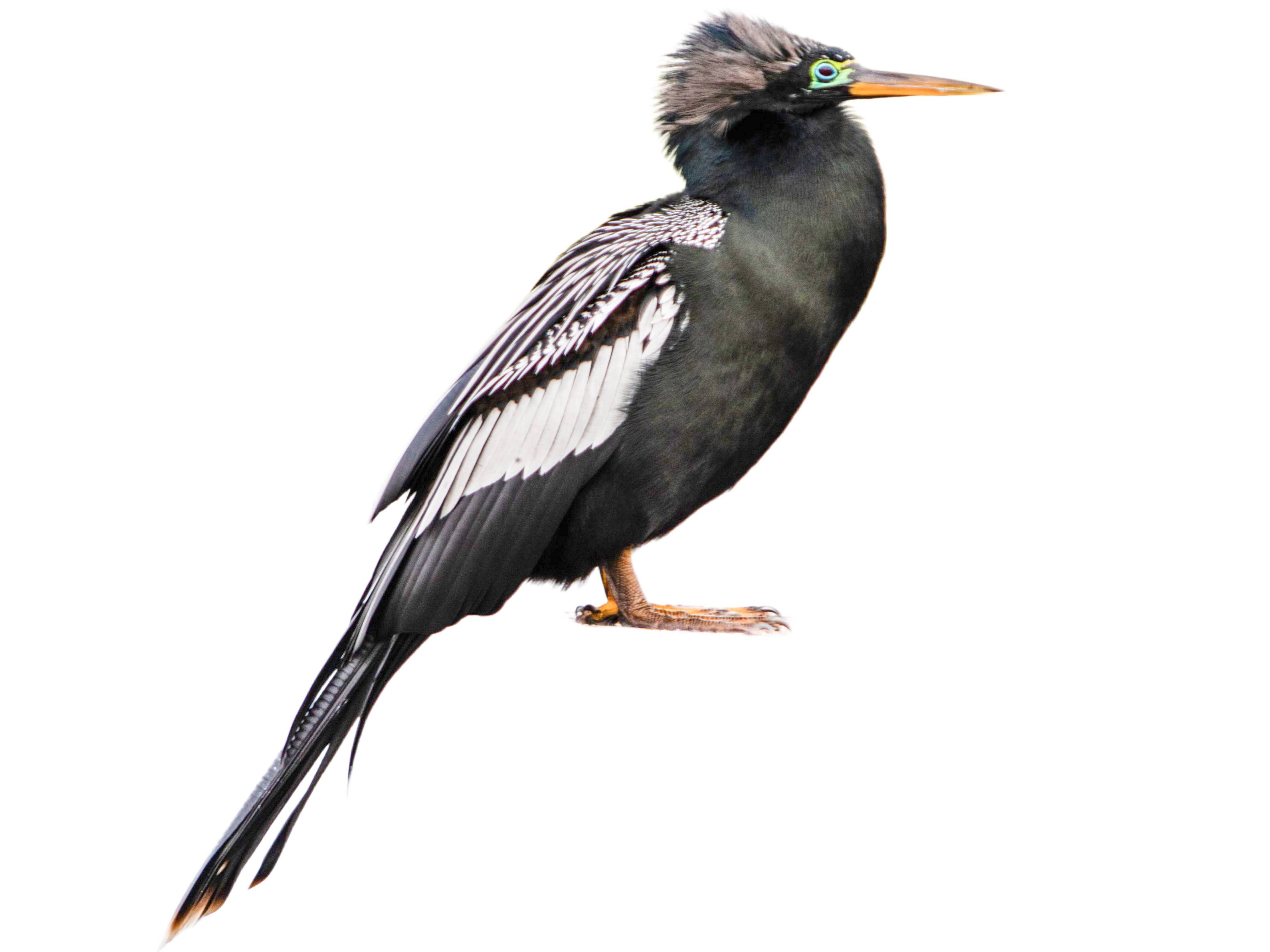 A photo of a Anhinga (Anhinga anhinga), male