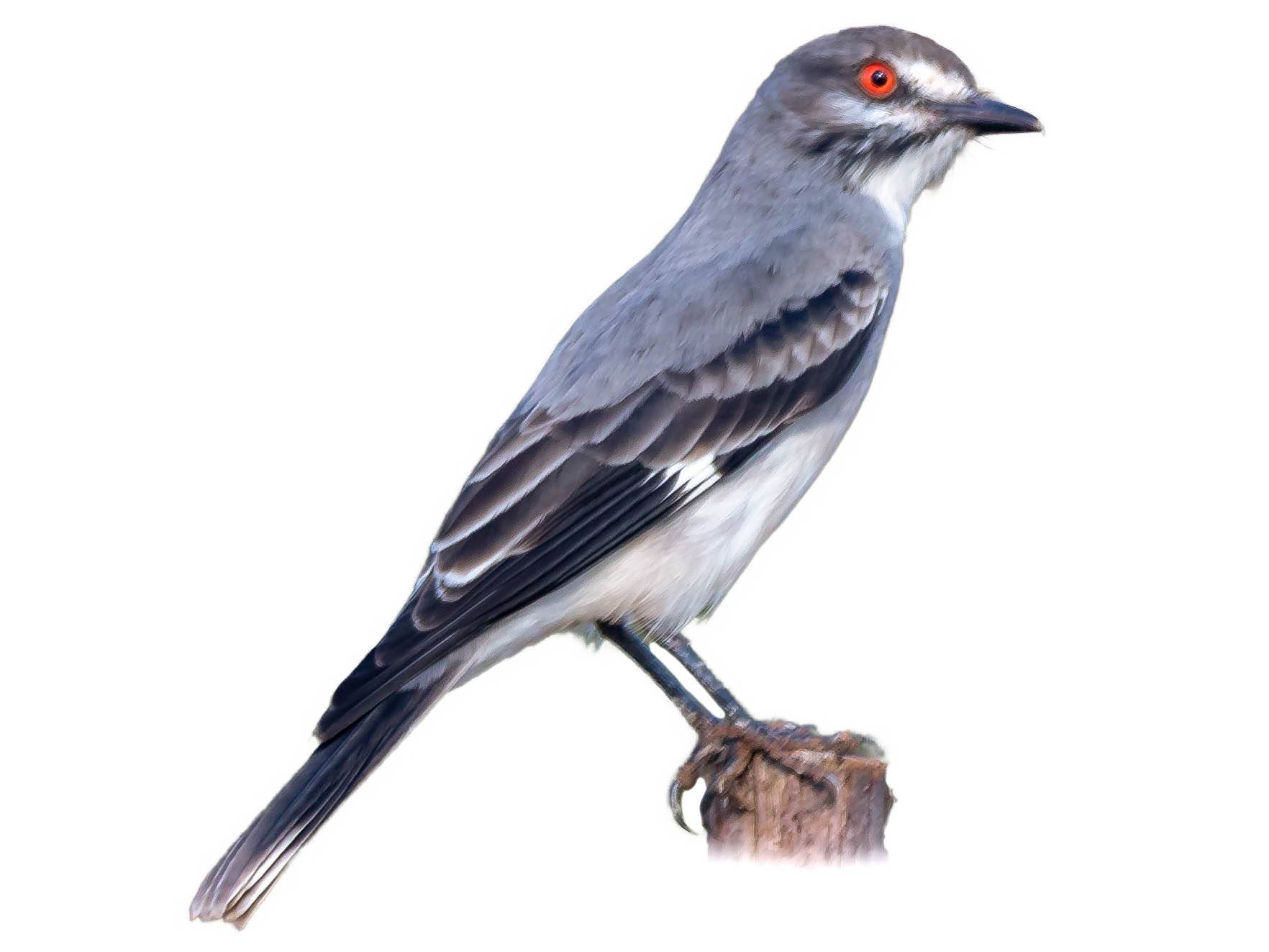 A photo of a Grey Monjita (Nengetus cinereus)