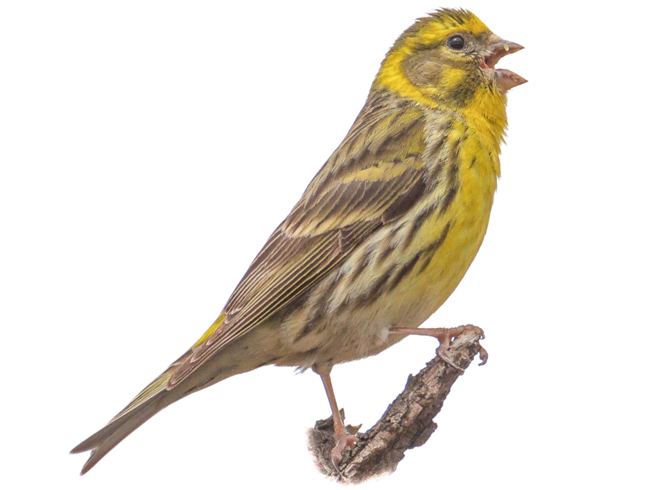 A photo of a European Serin (Serinus serinus), male