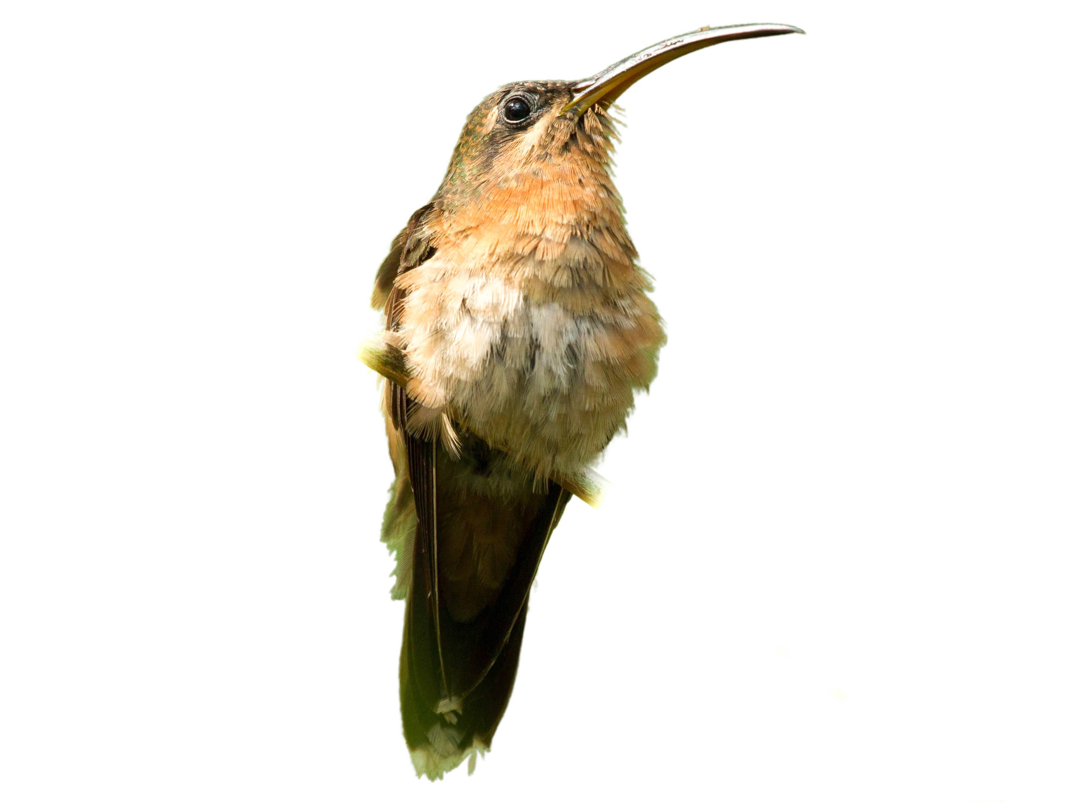 A photo of a Rufous-breasted Hermit (Glaucis hirsutus)