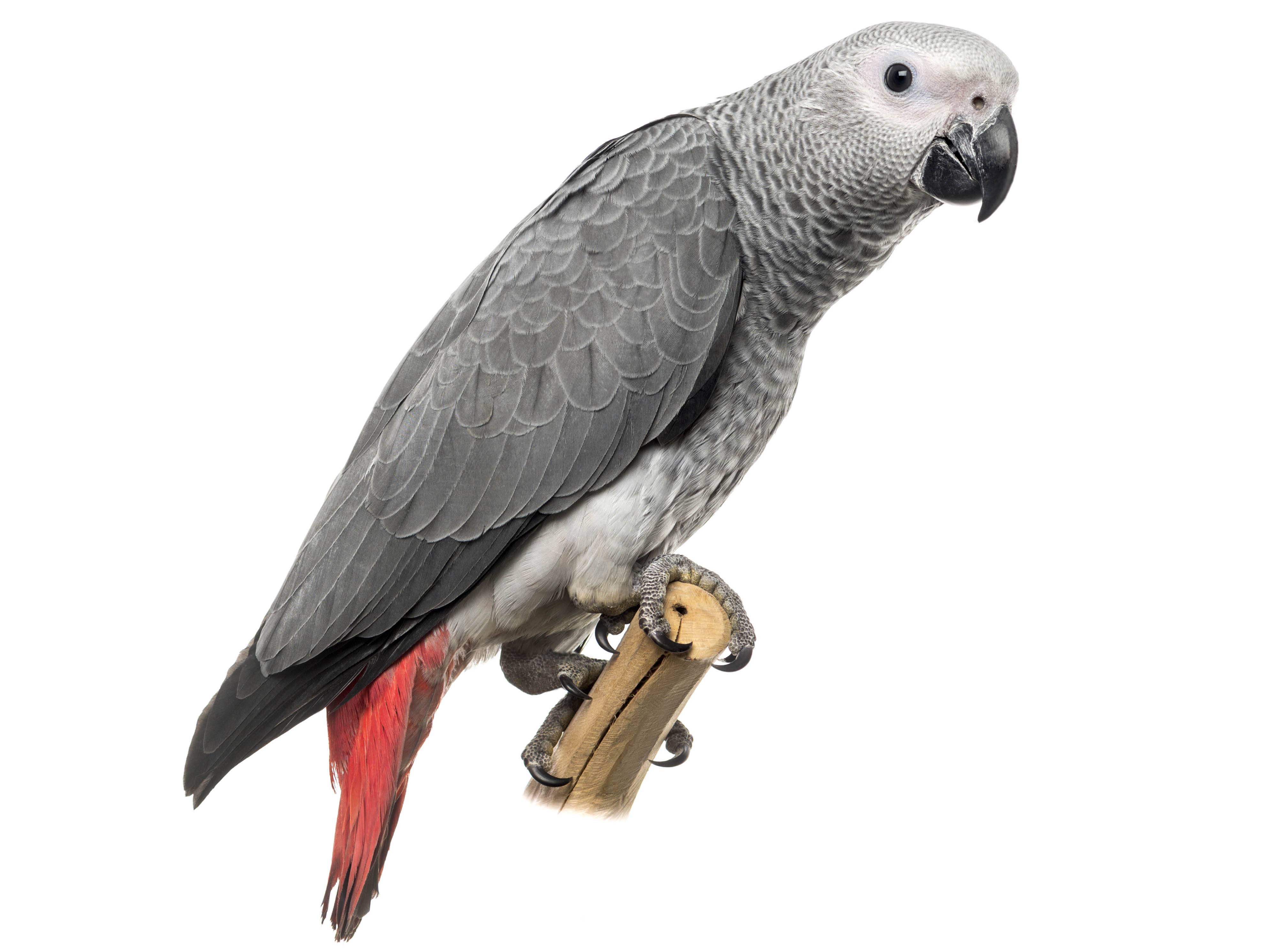 A photo of a Grey Parrot (Psittacus erithacus)