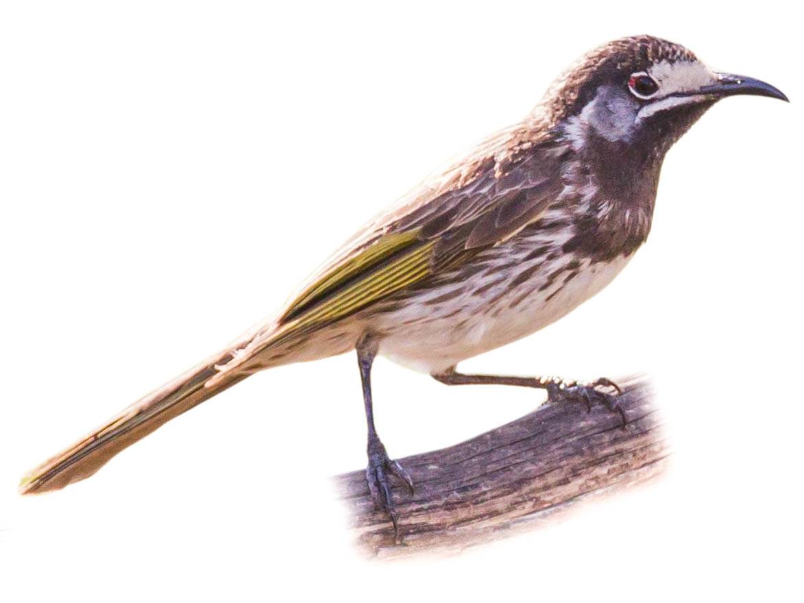 A photo of a White-fronted Honeyeater (Purnella albifrons)