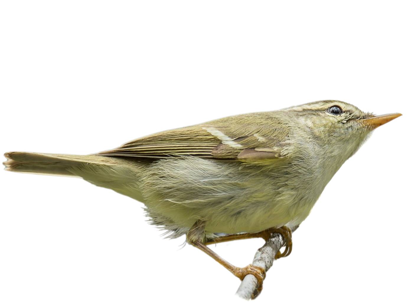 A photo of a Two-barred Warbler (Phylloscopus plumbeitarsus)