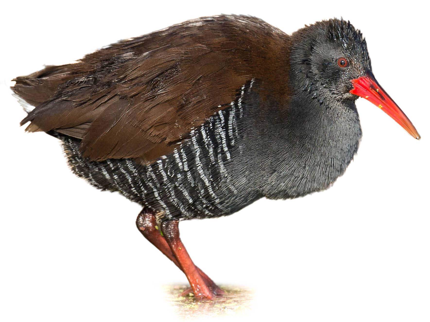 A photo of a African Rail (Rallus caerulescens)