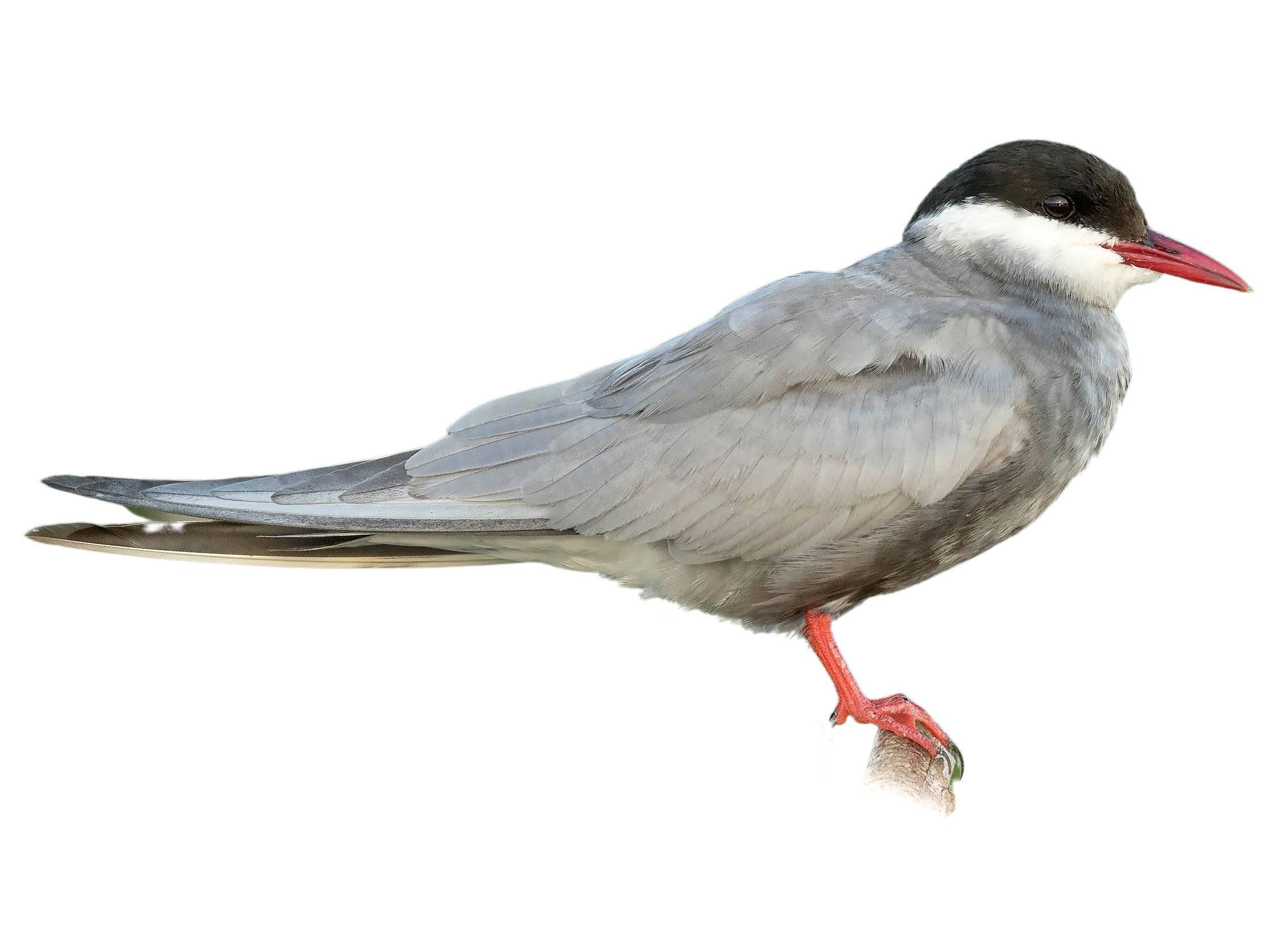 A photo of a Whiskered Tern (Chlidonias hybrida)