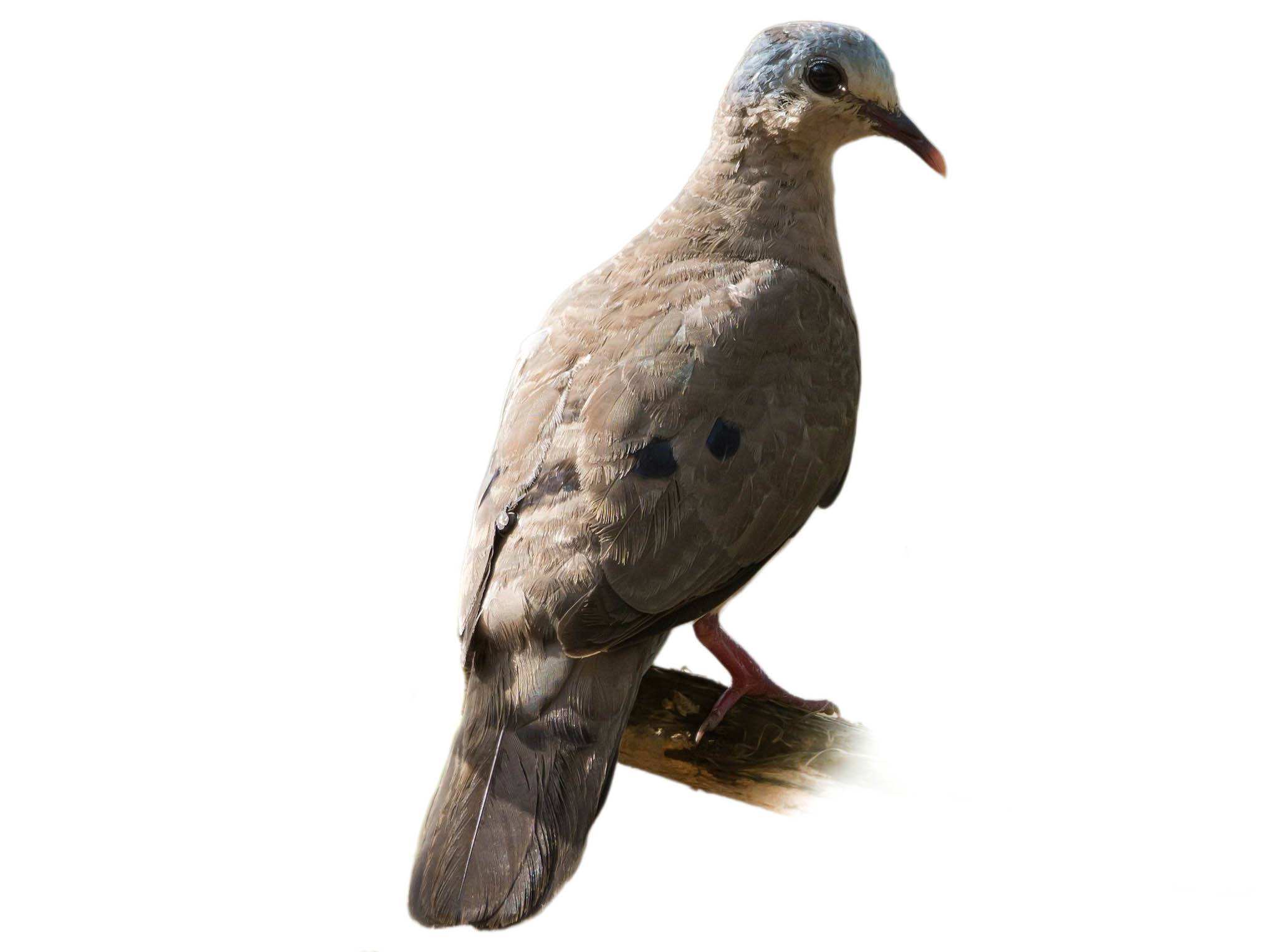 A photo of a Blue-spotted Wood Dove (Turtur afer)