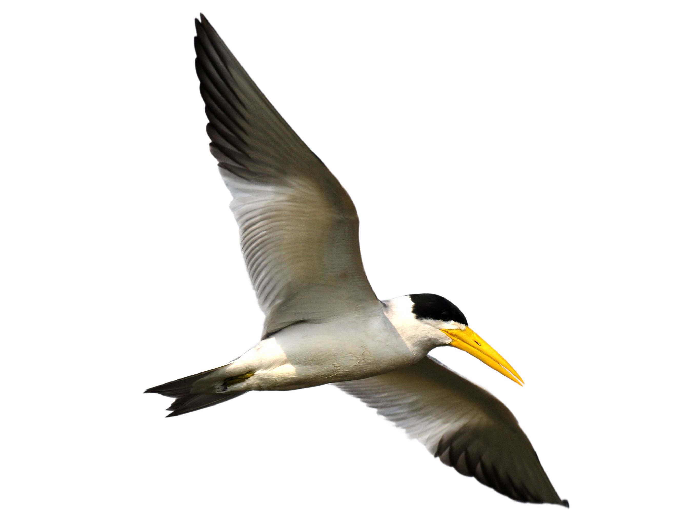 A photo of a Large-billed Tern (Phaetusa simplex)