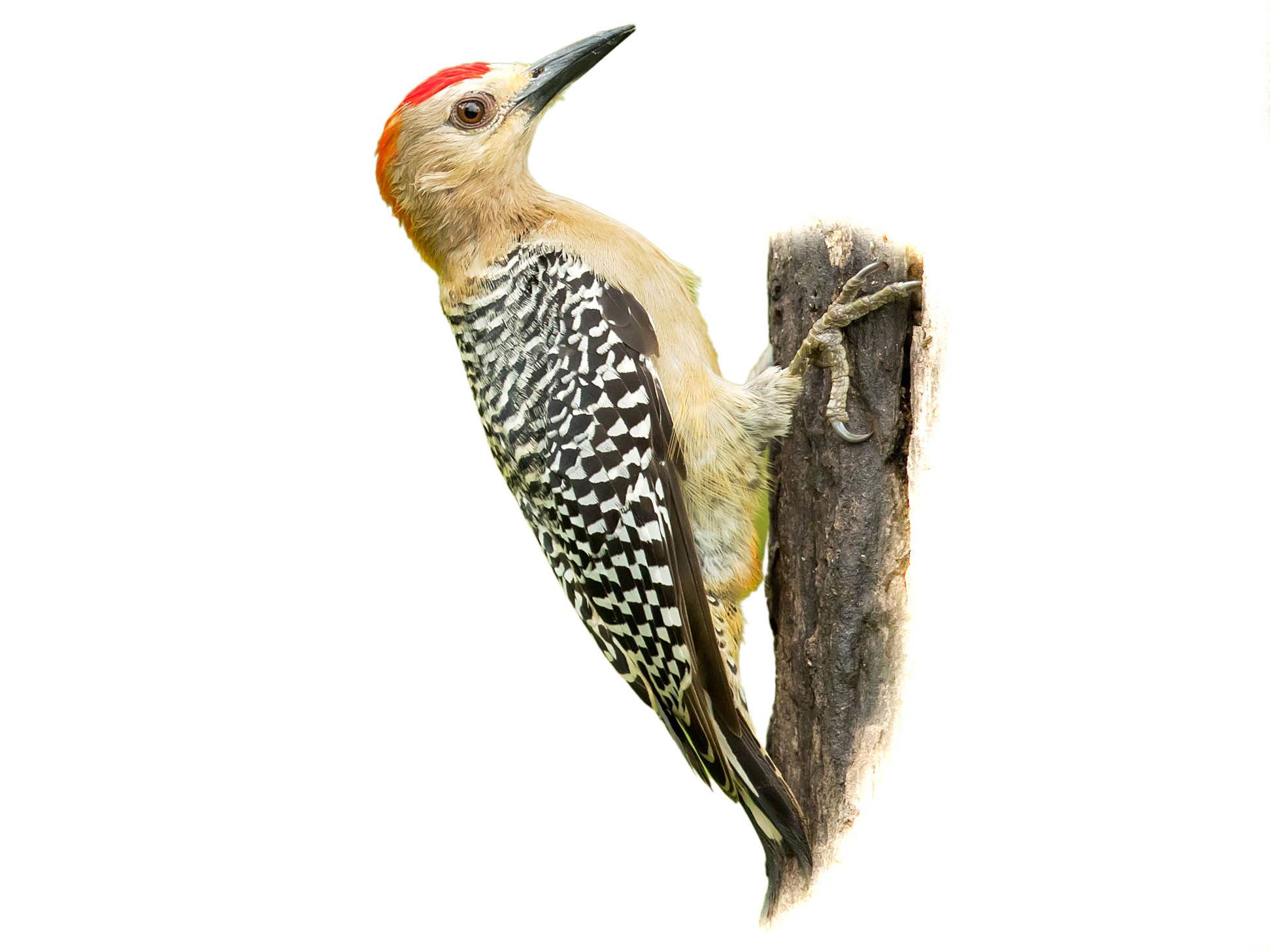 A photo of a Hoffmann's Woodpecker (Melanerpes hoffmannii), male