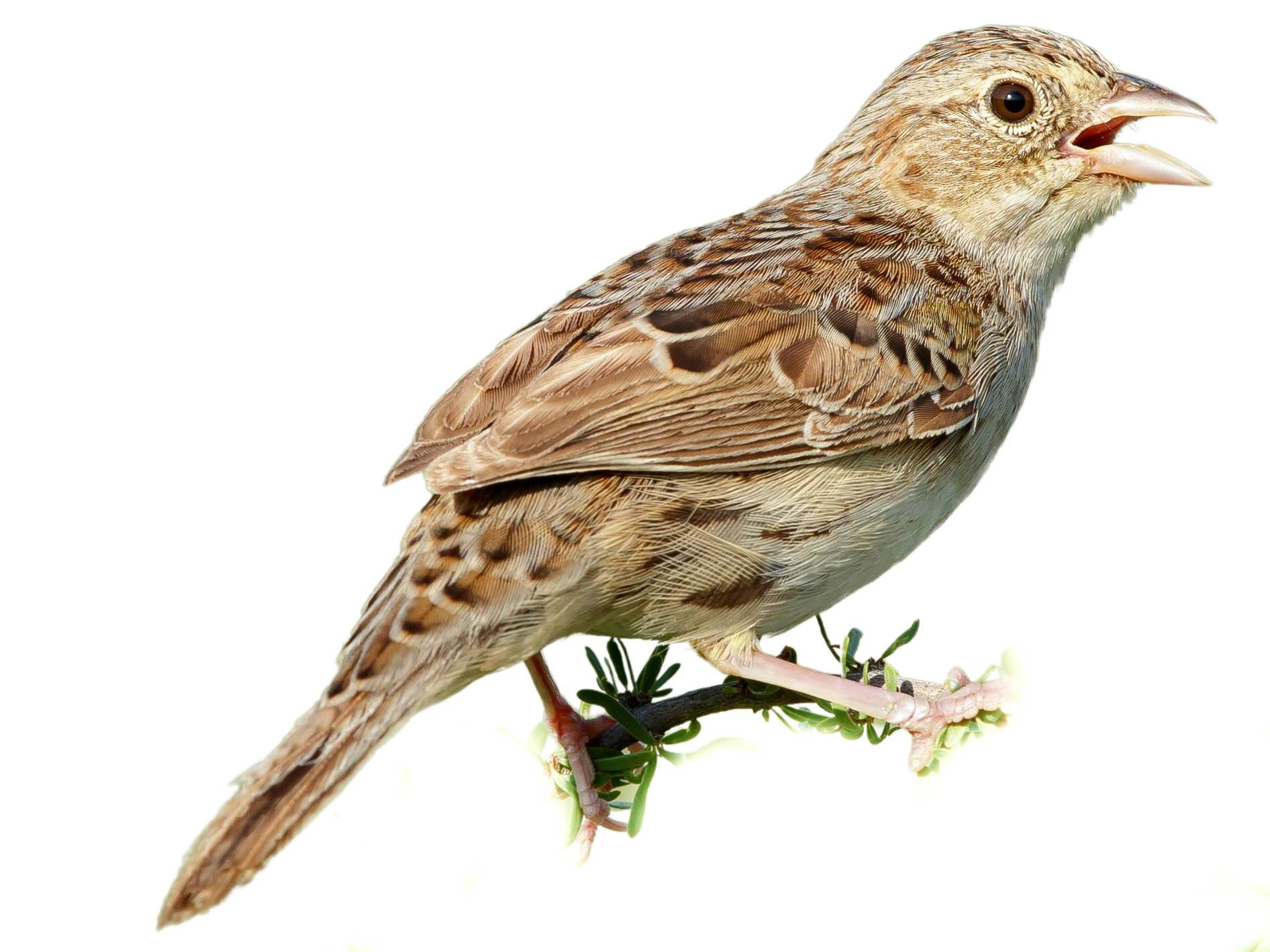 A photo of a Cassin's Sparrow (Peucaea cassinii)