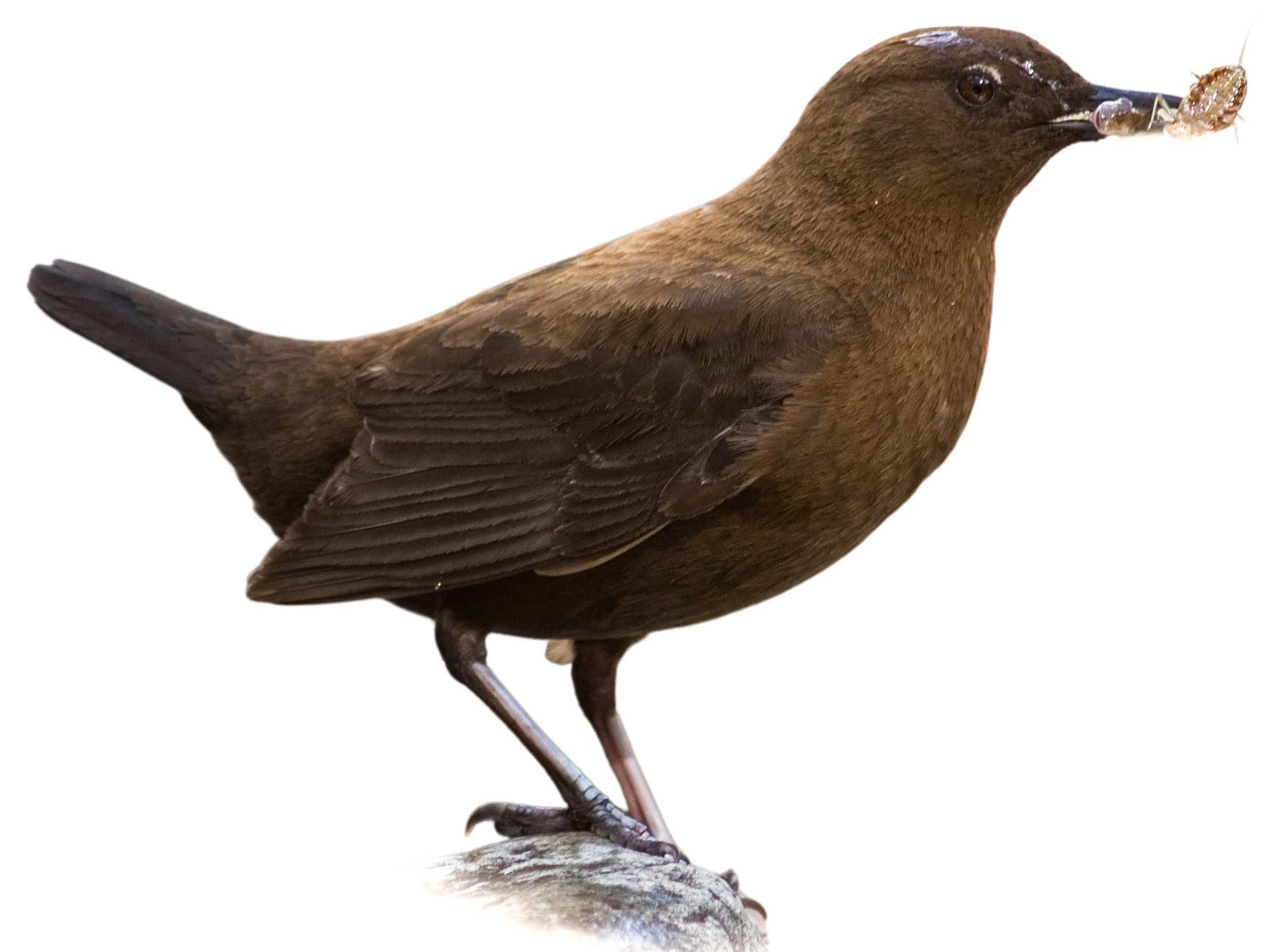 A photo of a Brown Dipper (Cinclus pallasii)