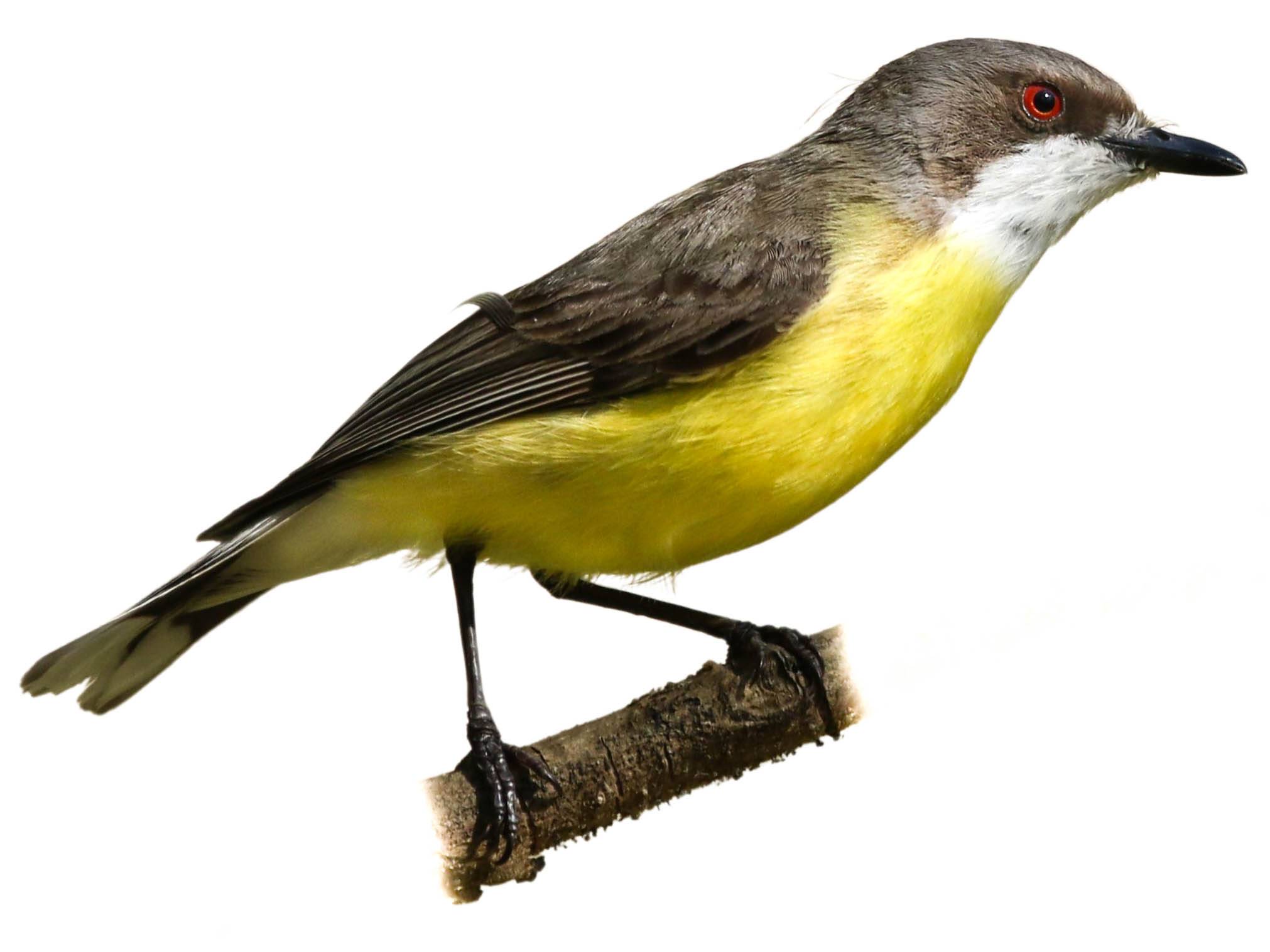 A photo of a White-throated Gerygone (Gerygone olivacea)