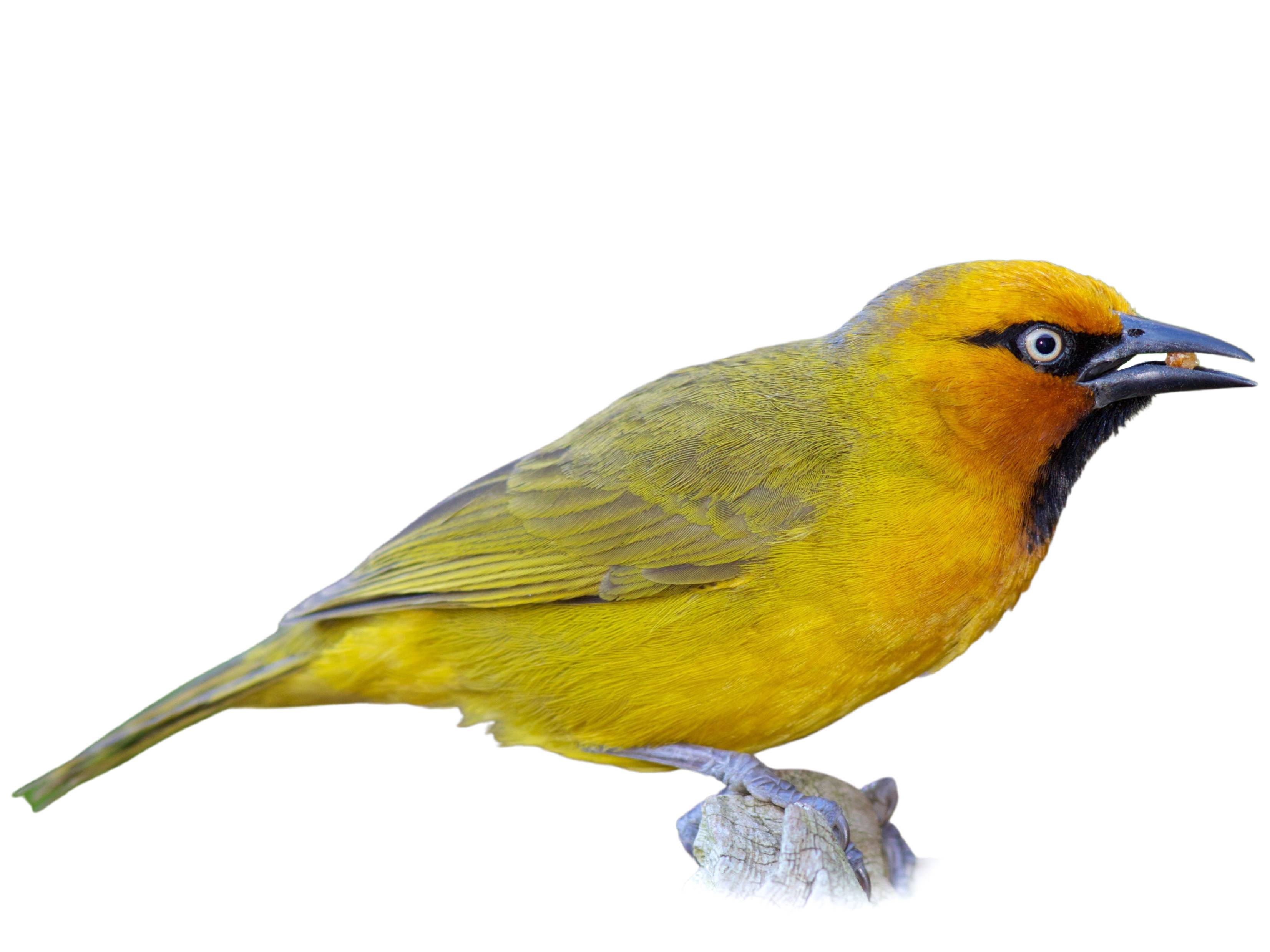 A photo of a Spectacled Weaver (Ploceus ocularis), male