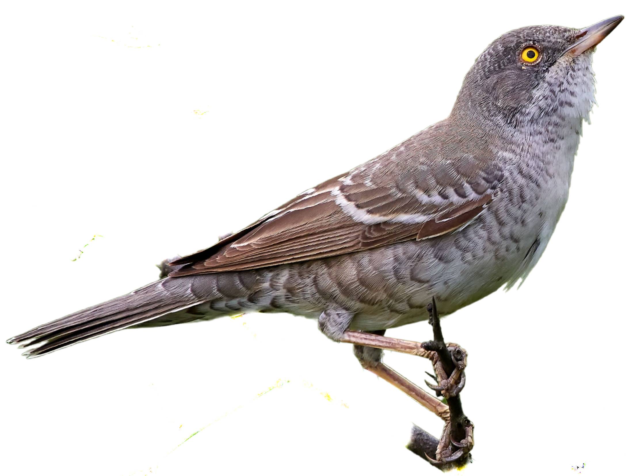 A photo of a Barred Warbler (Curruca nisoria)