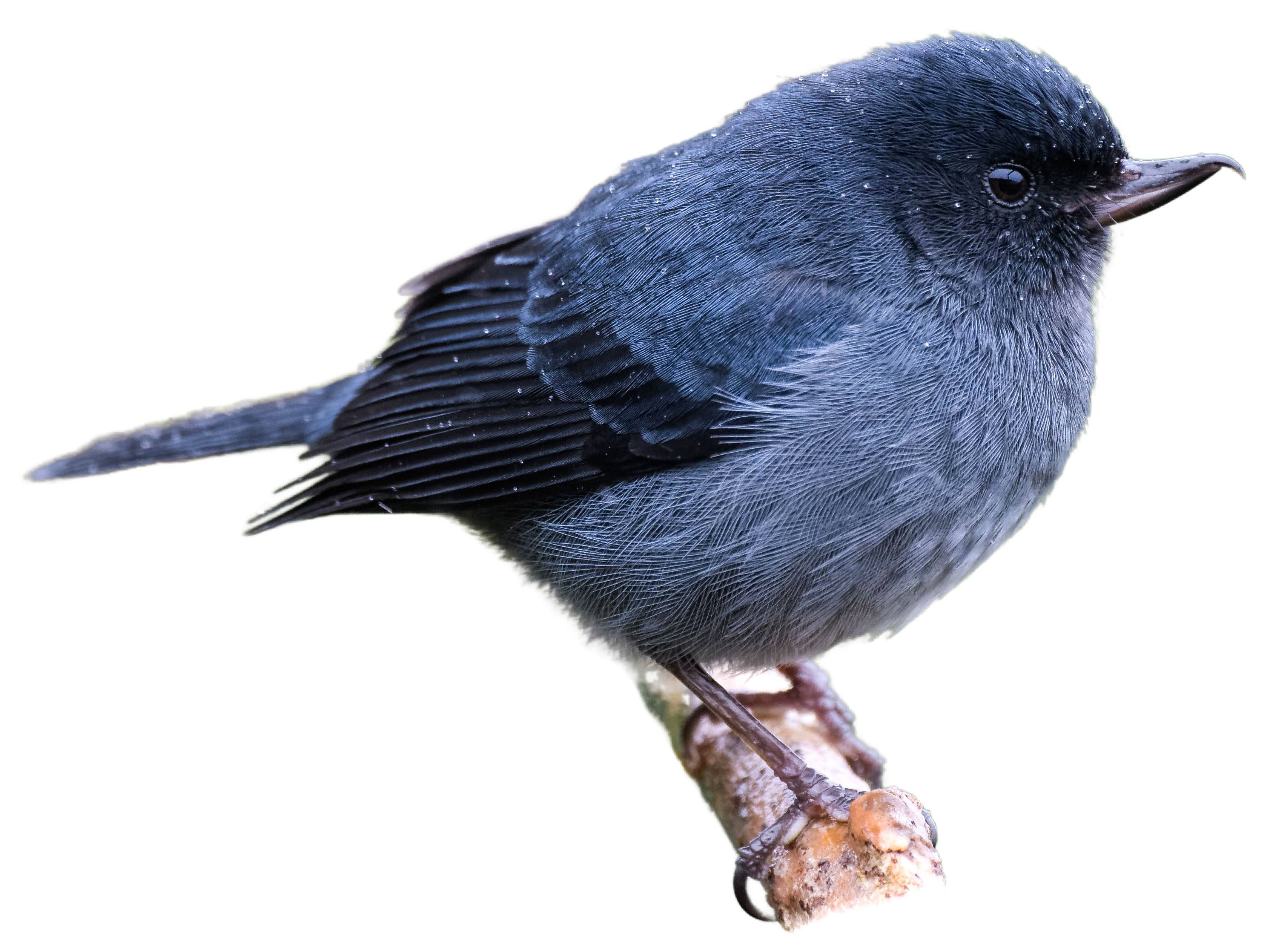 A photo of a Slaty Flowerpiercer (Diglossa plumbea), male