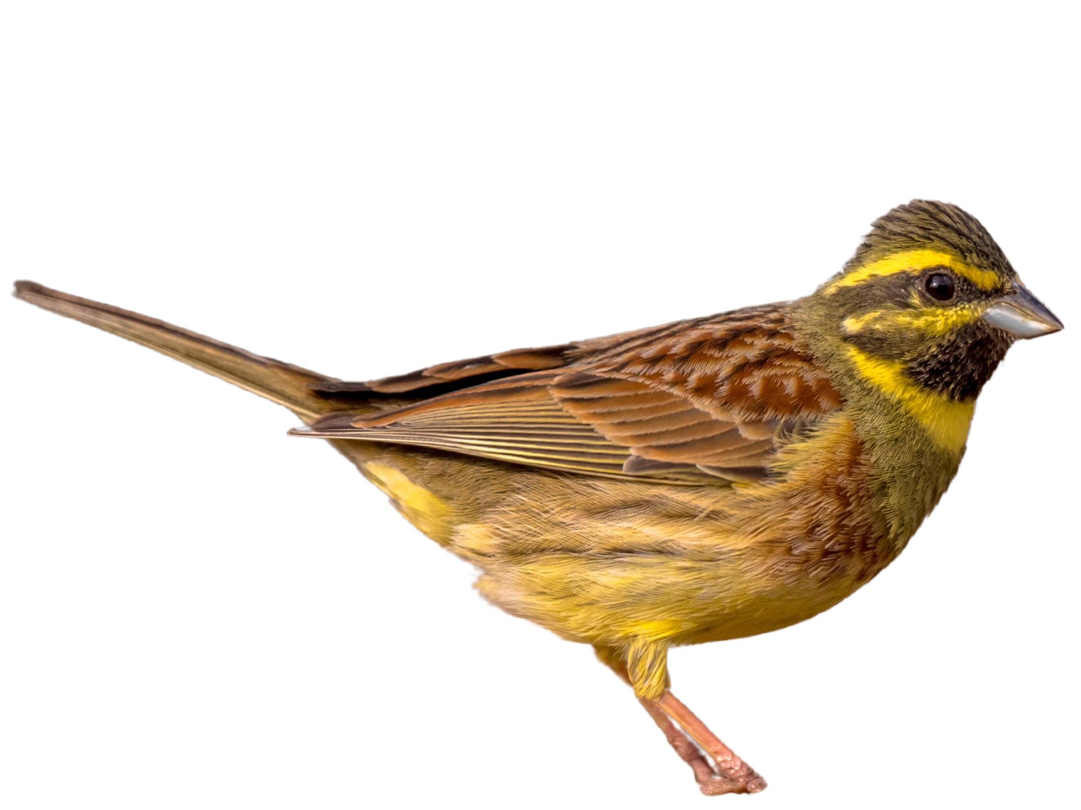 A photo of a Cirl Bunting (Emberiza cirlus), male