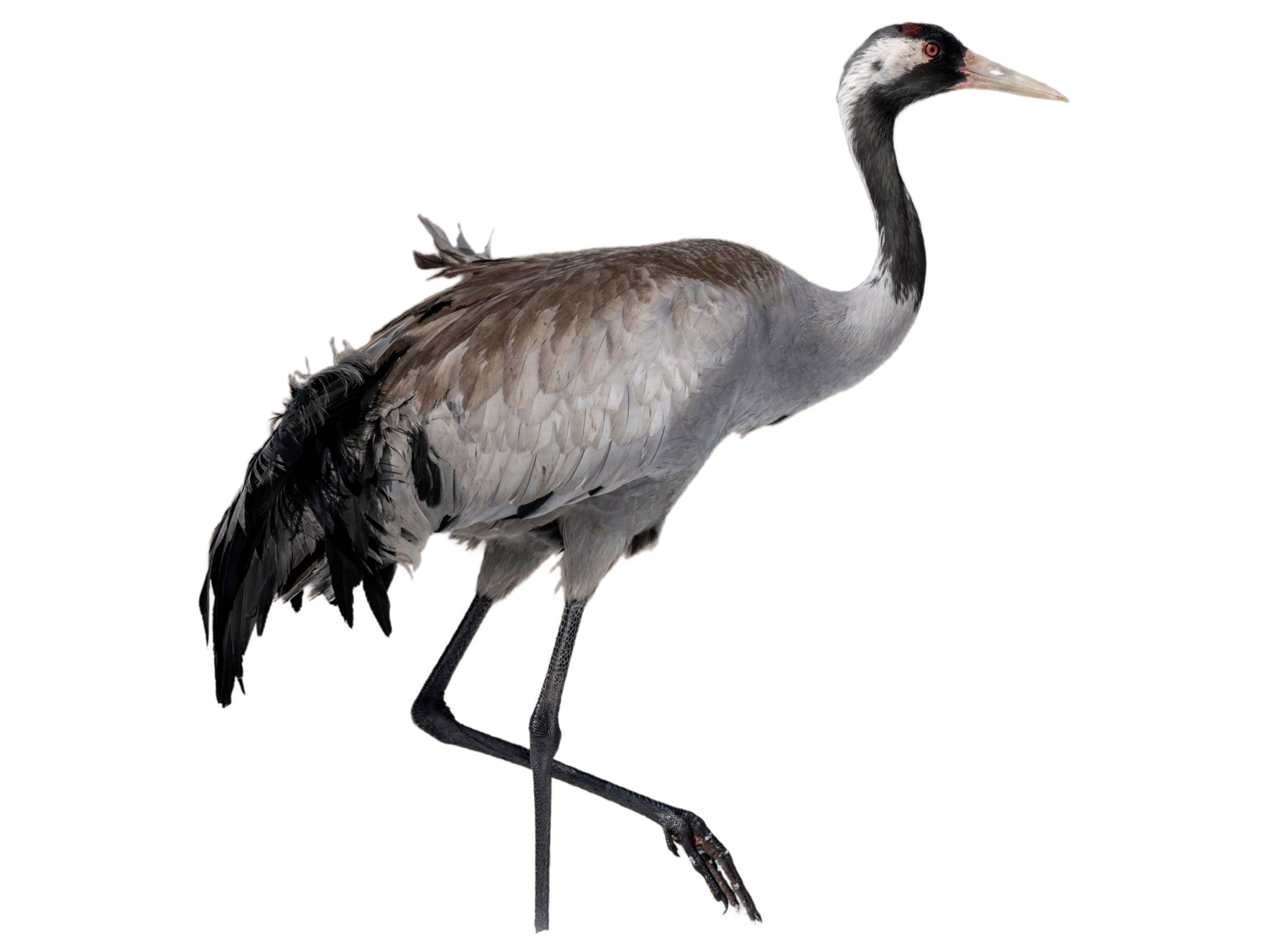 A photo of a Common Crane (Grus grus)