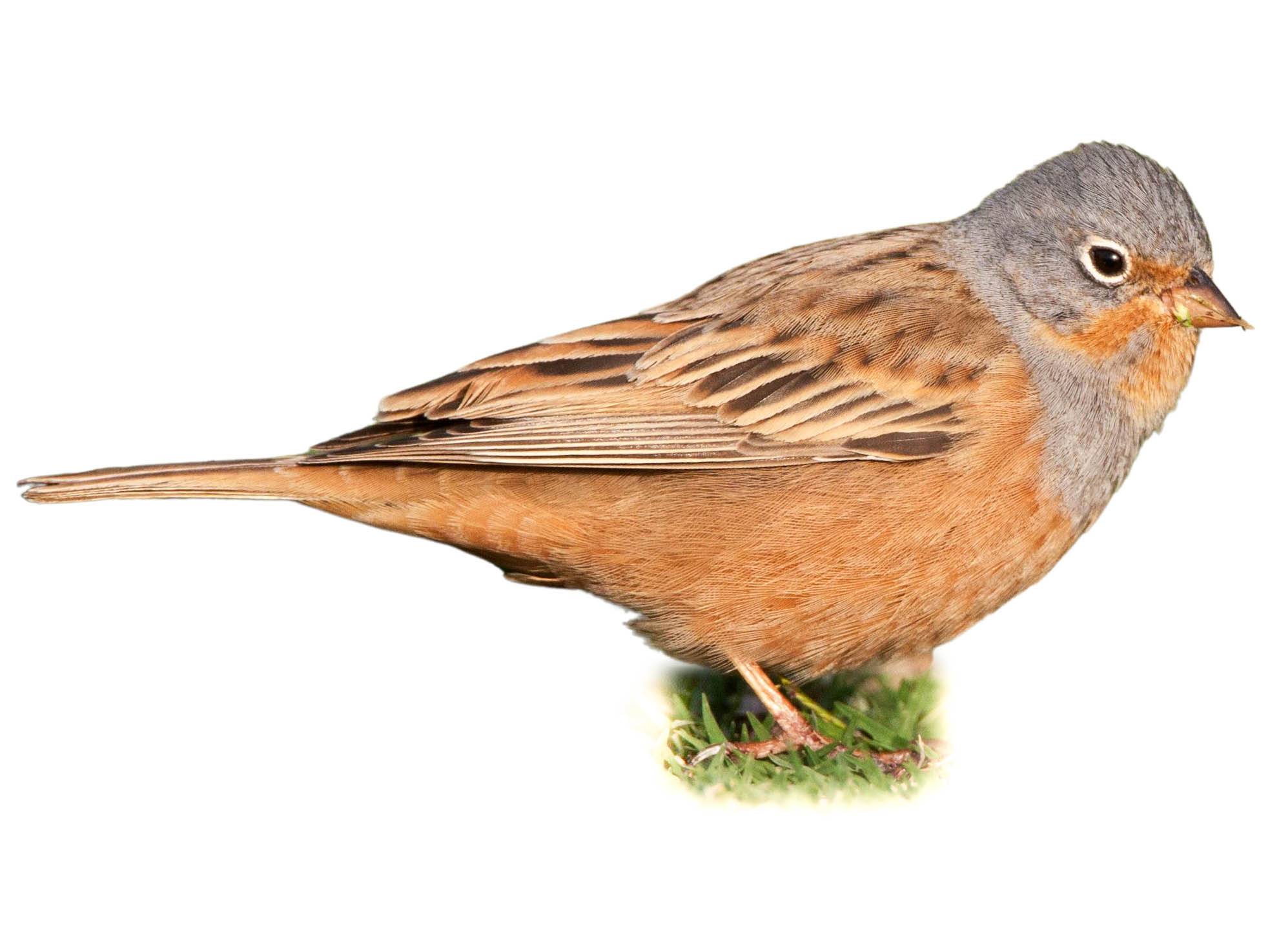 A photo of a Cretzschmar's Bunting (Emberiza caesia), male