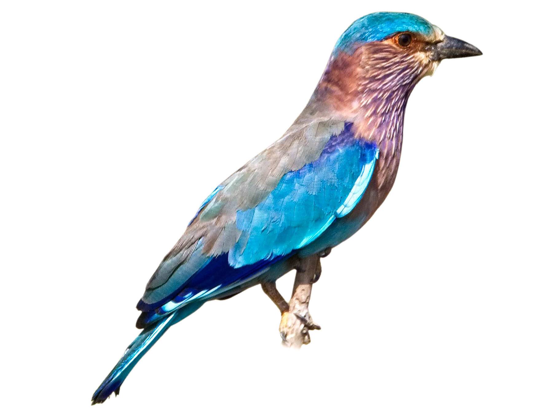 A photo of a Indian Roller (Coracias benghalensis)