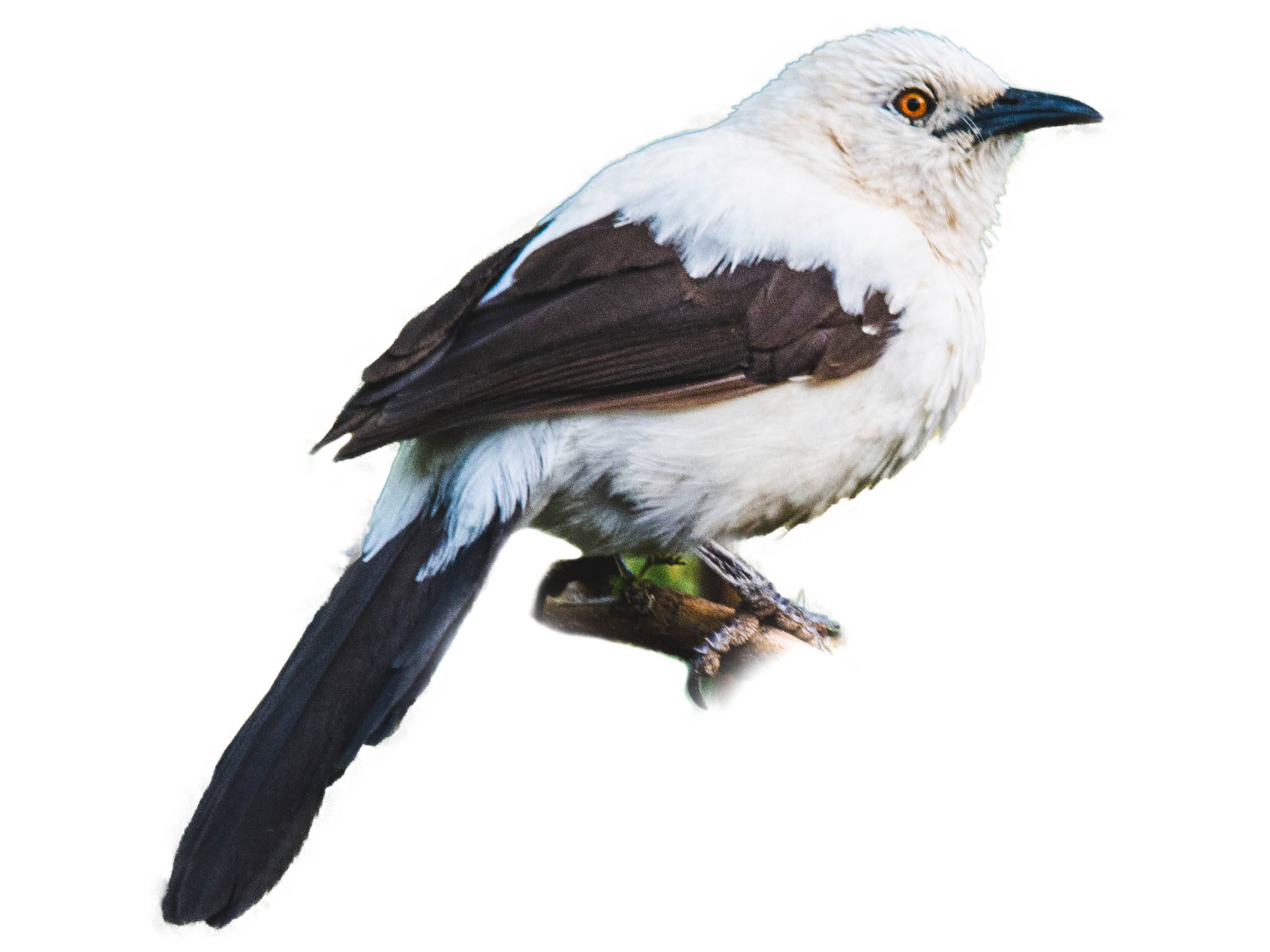 A photo of a Southern Pied Babbler (Turdoides bicolor)