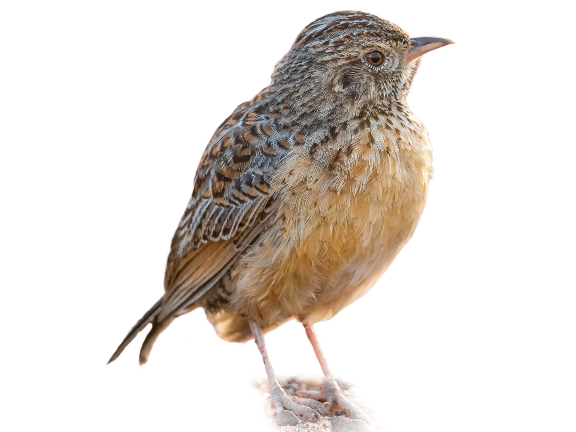 A photo of a Cape Clapper Lark (Mirafra apiata)