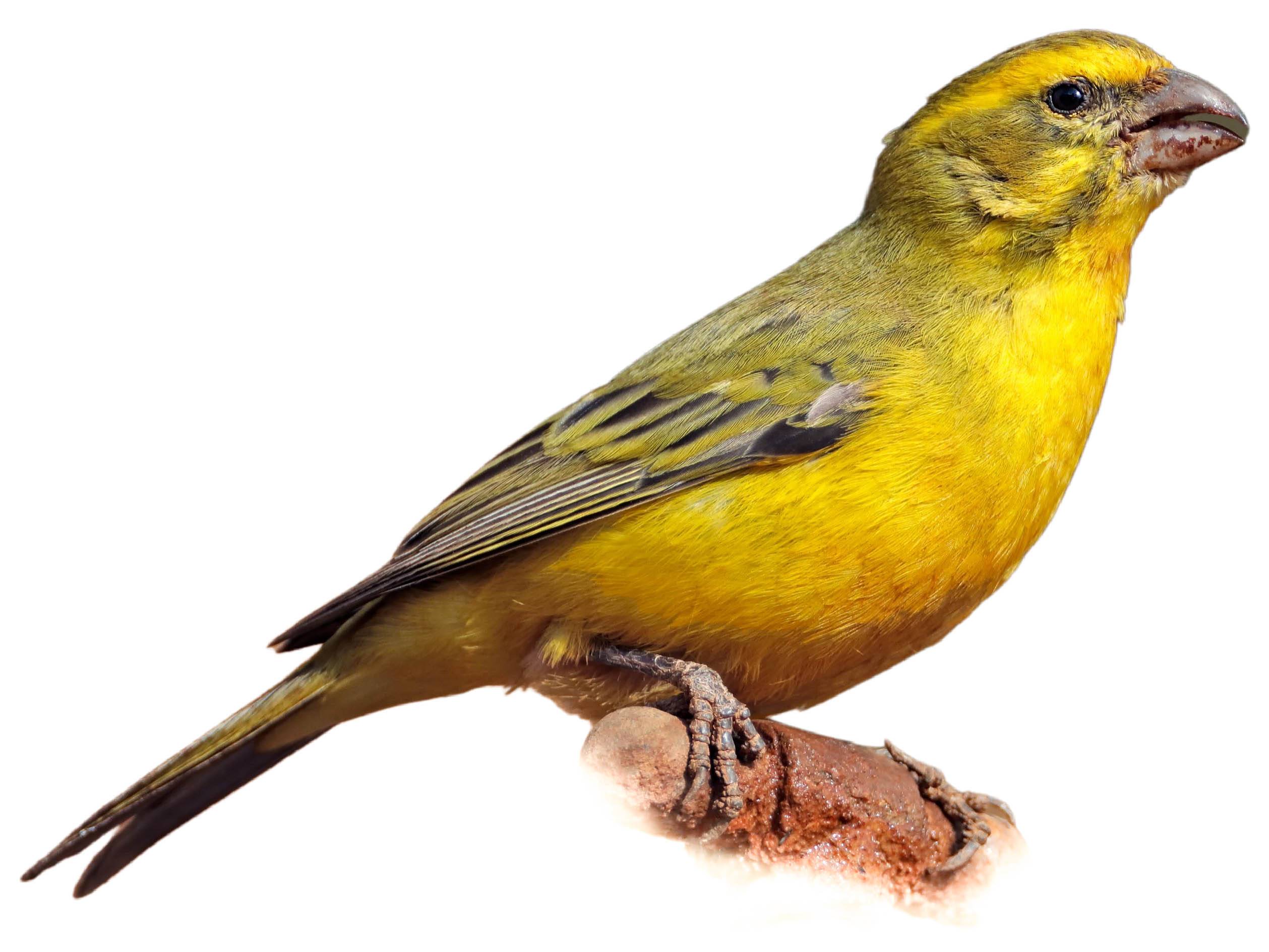 A photo of a Yellow Canary (Crithagra flaviventris), male