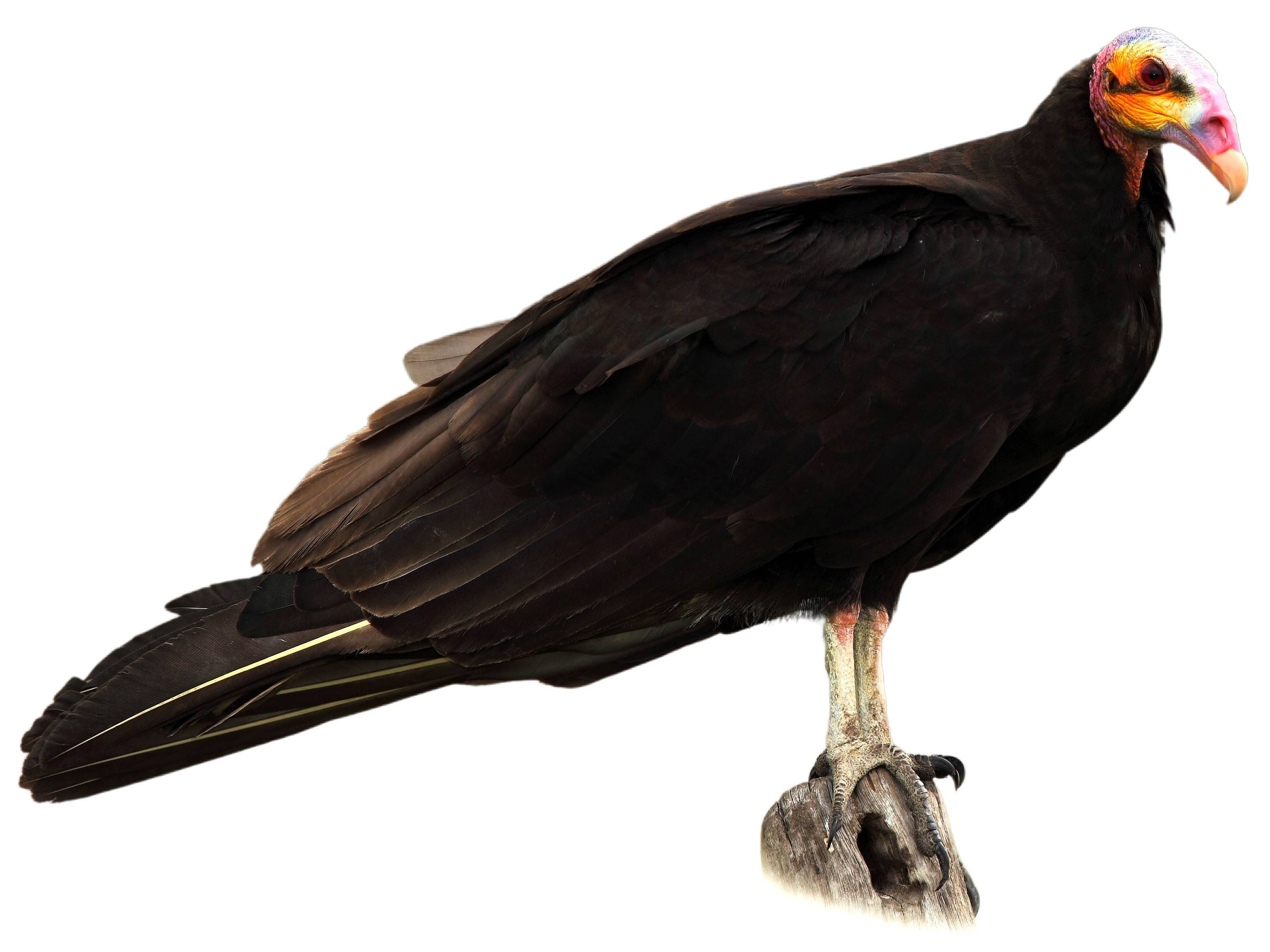 A photo of a Lesser Yellow-headed Vulture (Cathartes burrovianus)