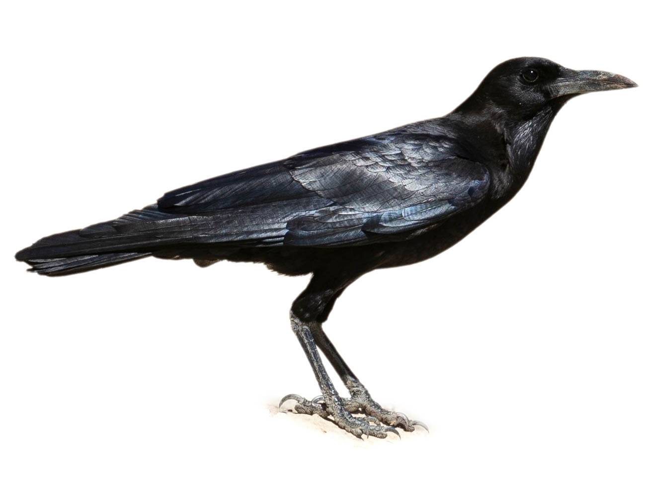 A photo of a Cape Crow (Corvus capensis)