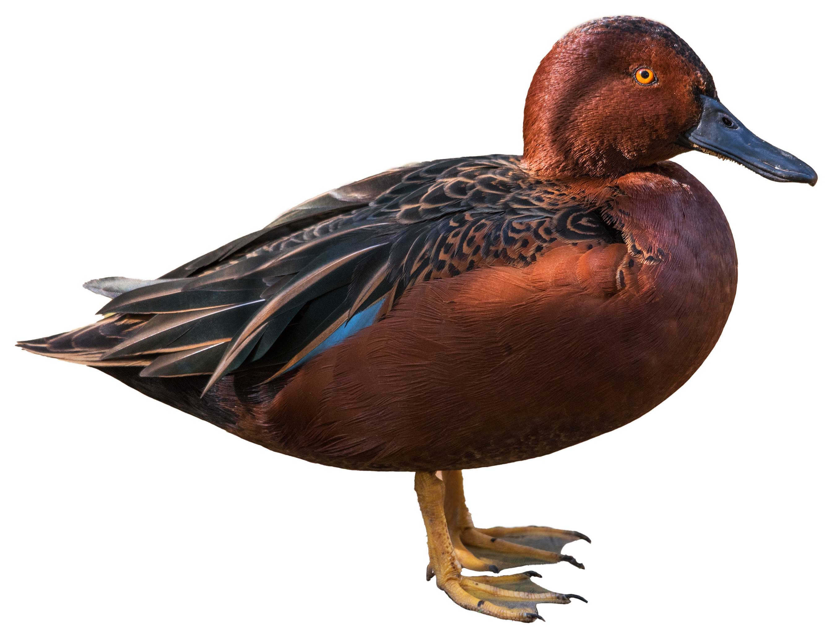 A photo of a Cinnamon Teal (Spatula cyanoptera), male