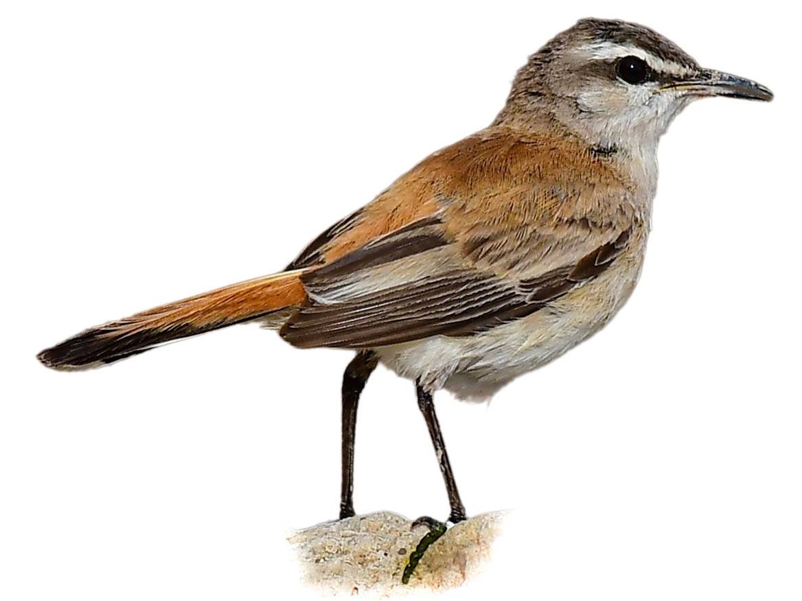 A photo of a Kalahari Scrub Robin (Cercotrichas paena)