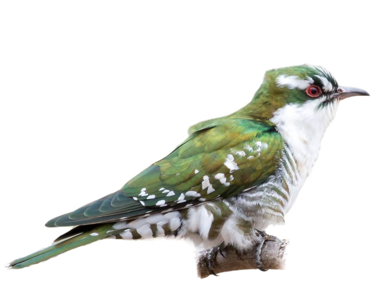 A photo of a Diederik Cuckoo (Chrysococcyx caprius), male