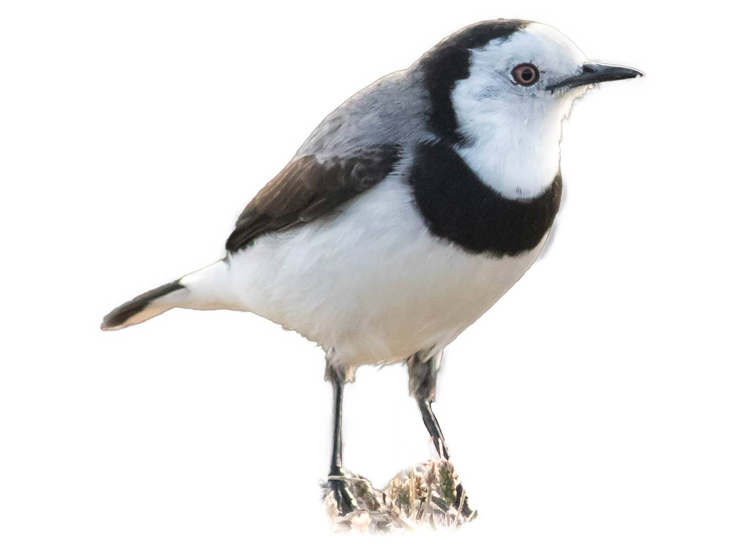 A photo of a White-fronted Chat (Epthianura albifrons), male