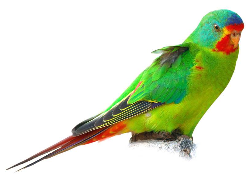 A photo of a Swift Parrot (Lathamus discolor)