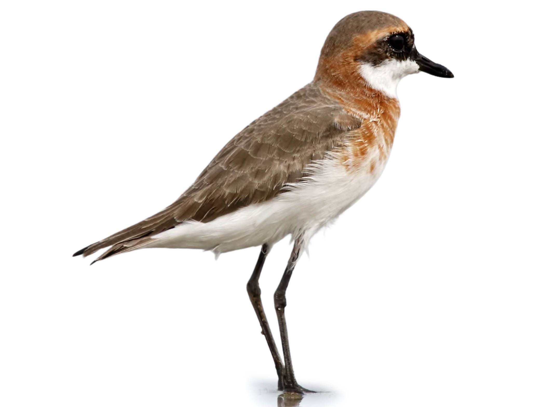A photo of a Lesser Sand Plover (Charadrius mongolus), male