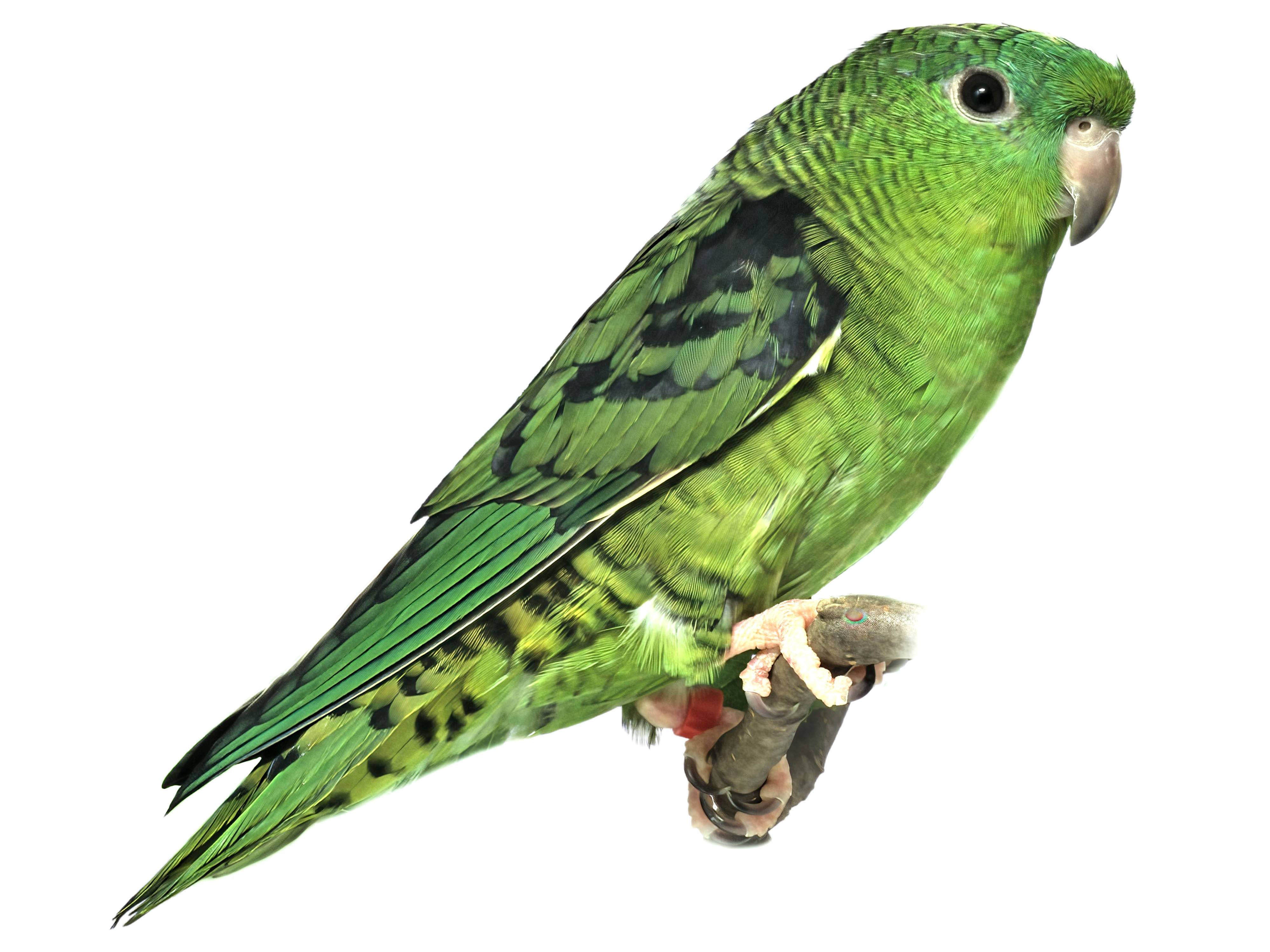 A photo of a Barred Parakeet (Bolborhynchus lineola)