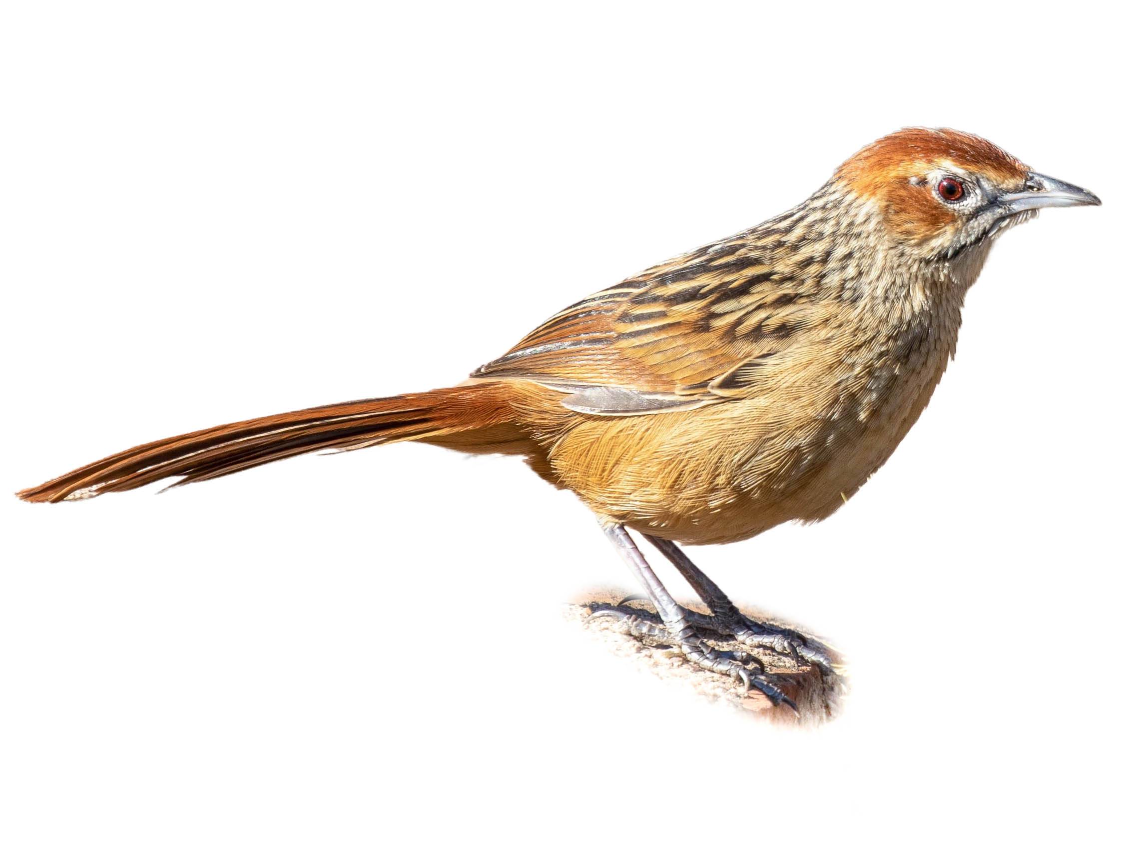 A photo of a Cape Grassbird (Sphenoeacus afer)