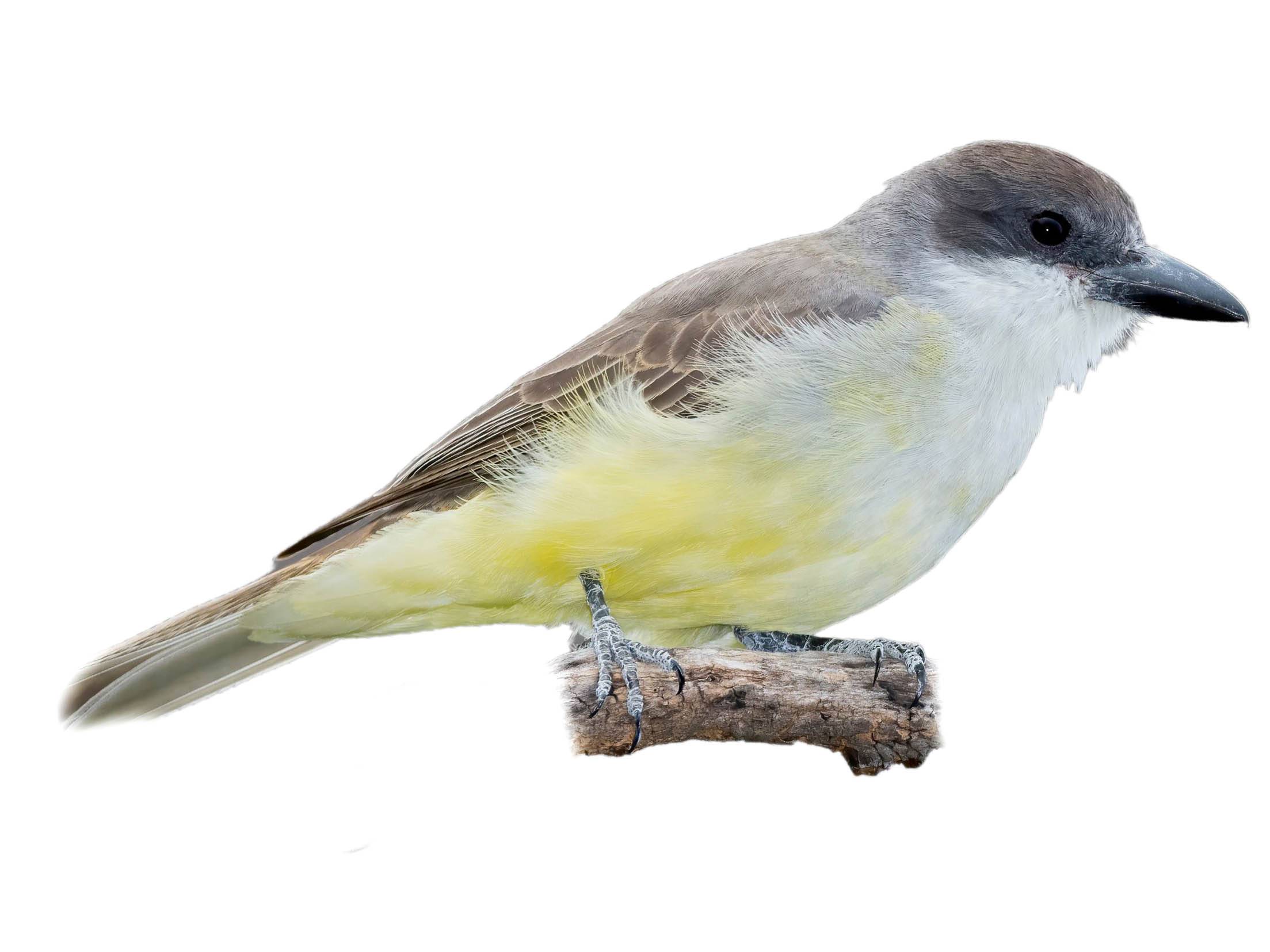 A photo of a Thick-billed Kingbird (Tyrannus crassirostris)