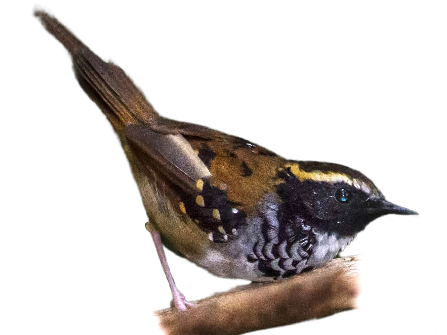 A photo of a White-bibbed Antbird (Myrmoderus loricatus), male