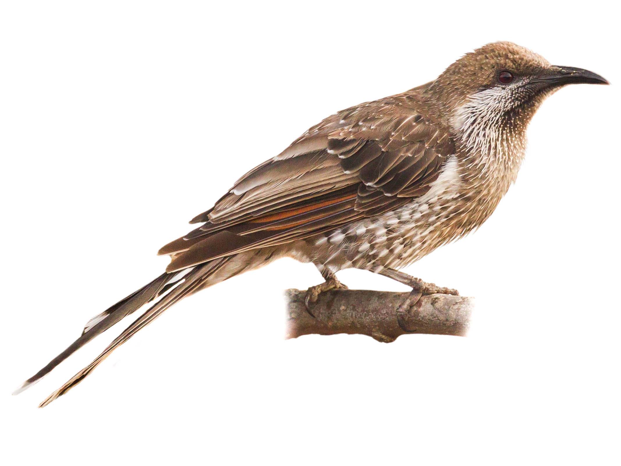 A photo of a Western Wattlebird (Anthochaera lunulata)