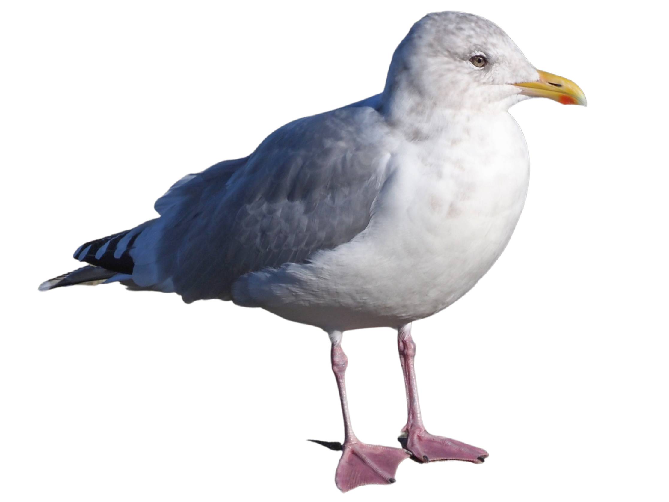 A photo of a Iceland Gull (Larus glaucoides)