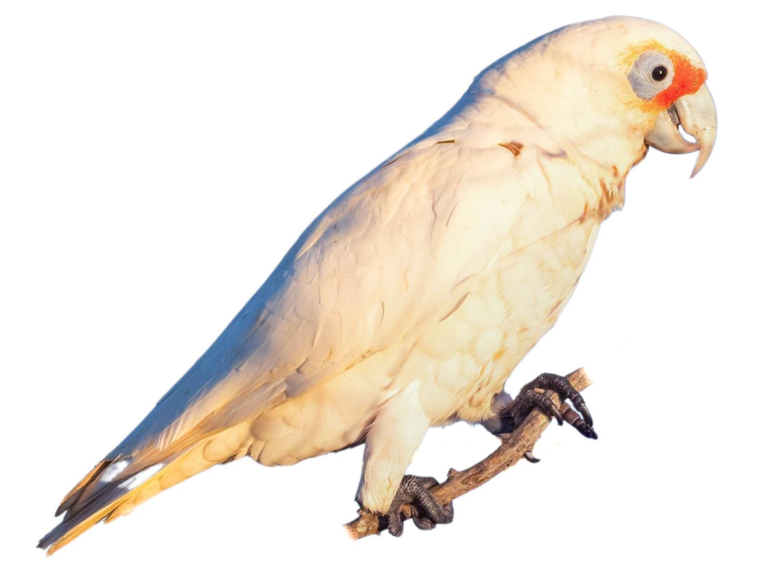 A photo of a Western Corella (Cacatua pastinator)