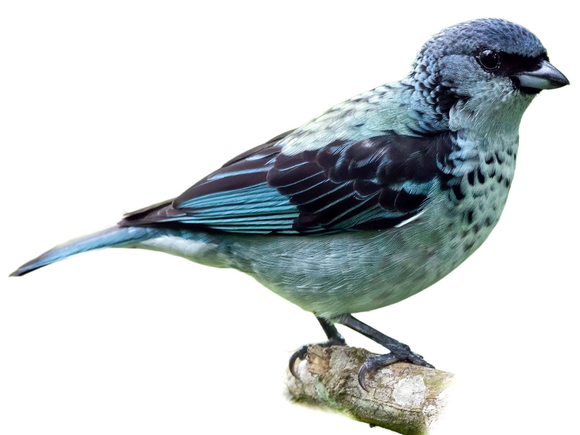 A photo of a Azure-rumped Tanager (Poecilostreptus cabanisi)