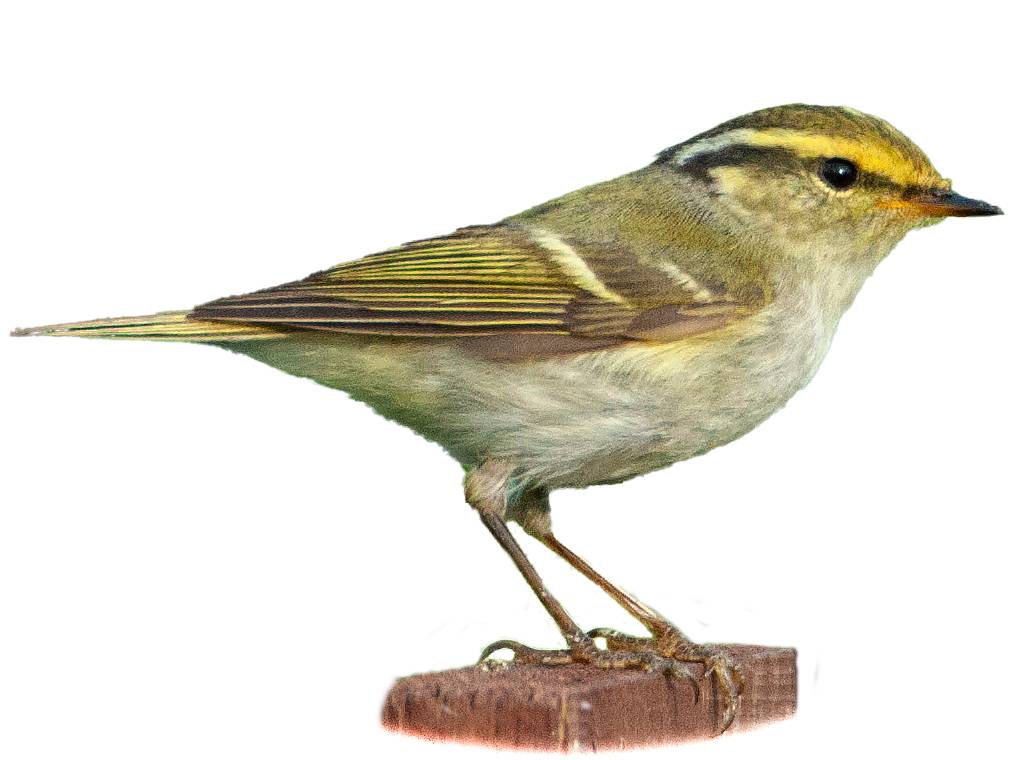 A photo of a Pallas's Leaf Warbler (Phylloscopus proregulus)