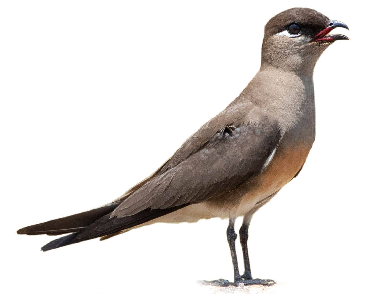 A photo of a Madagascar Pratincole (Glareola ocularis)