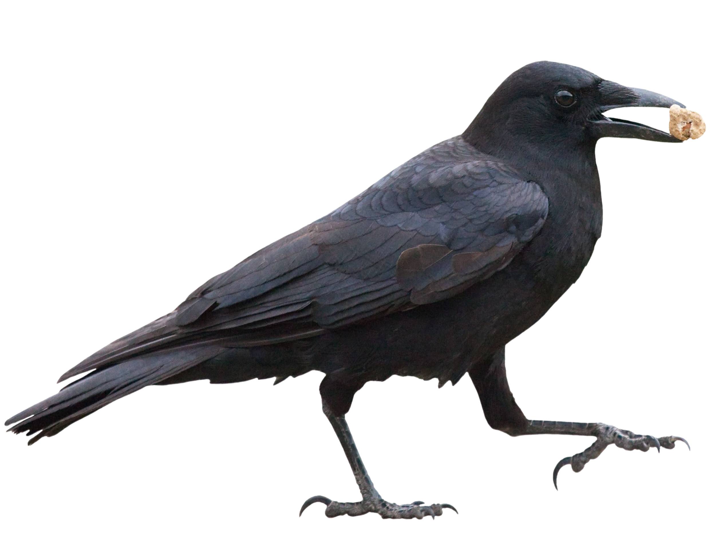 A photo of a American Crow (Corvus brachyrhynchos)