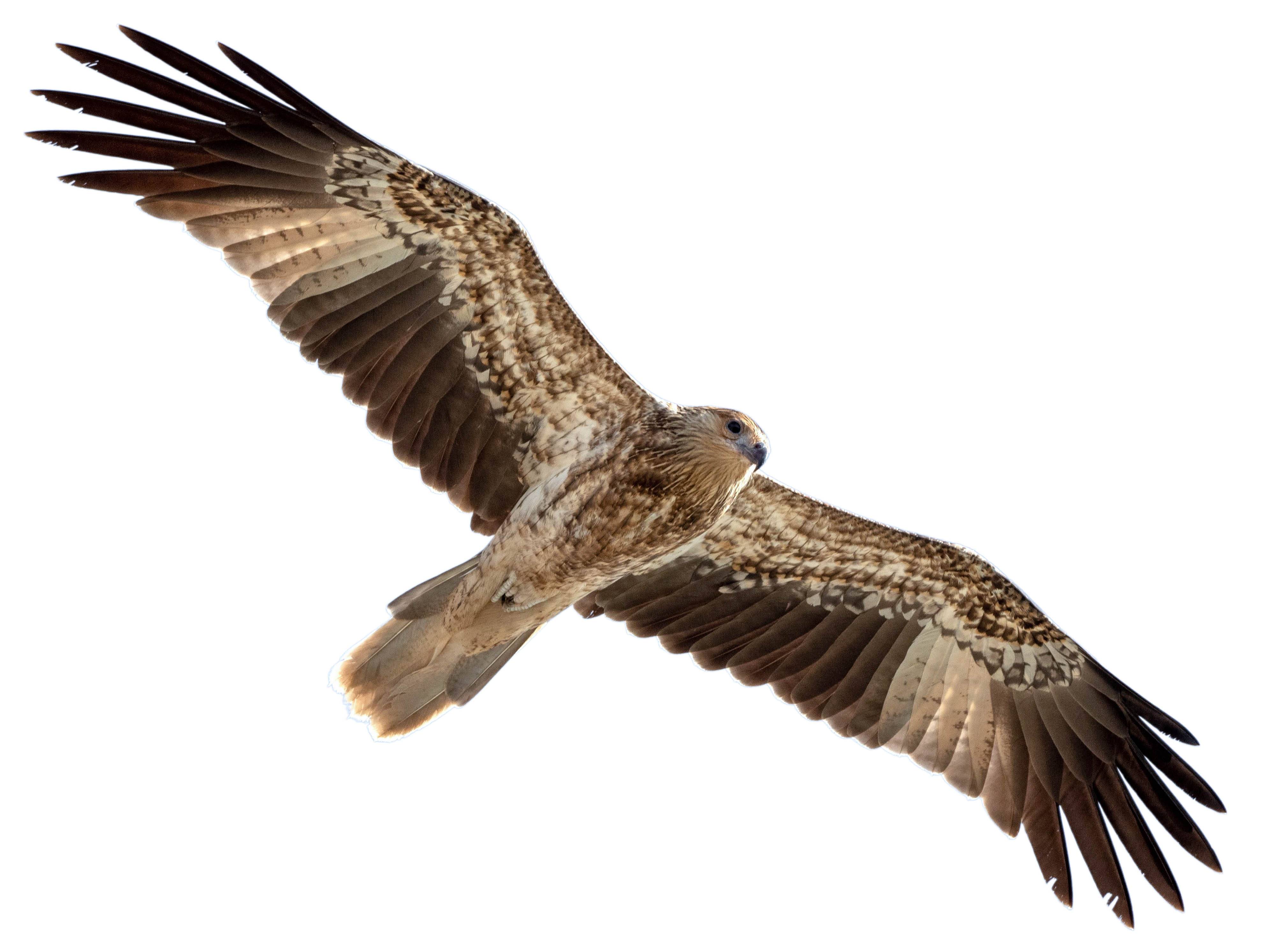 A photo of a Whistling Kite (Haliastur sphenurus)